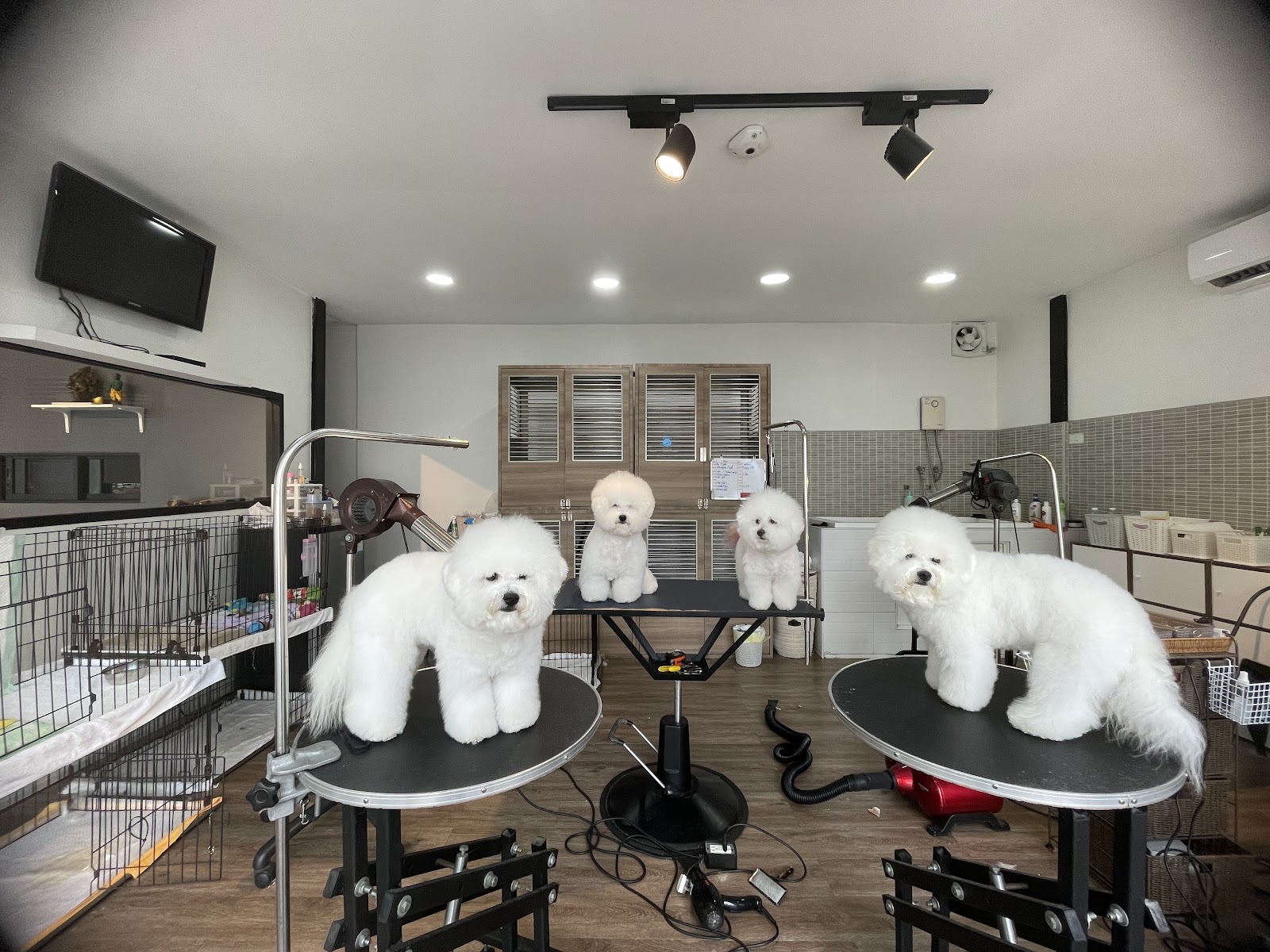 Aquadog Salon