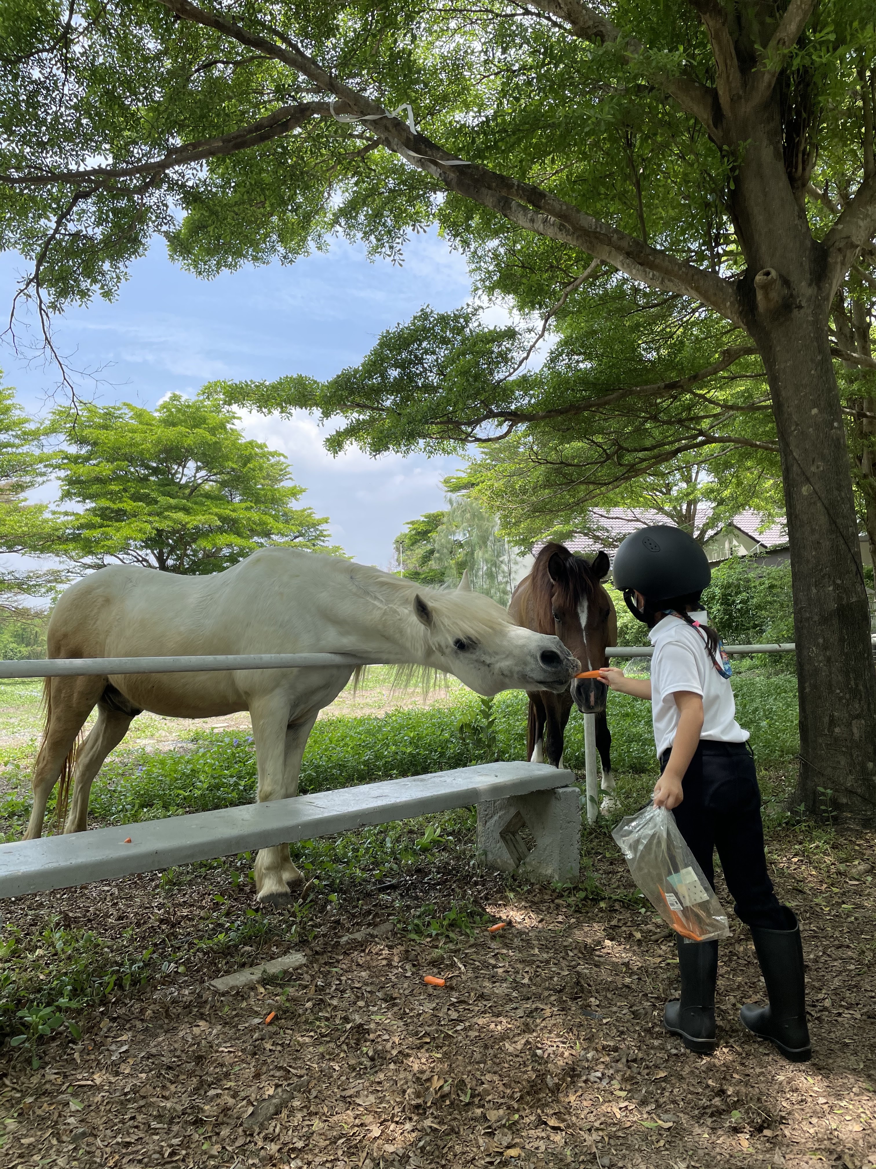 As J Horse Riding Club
