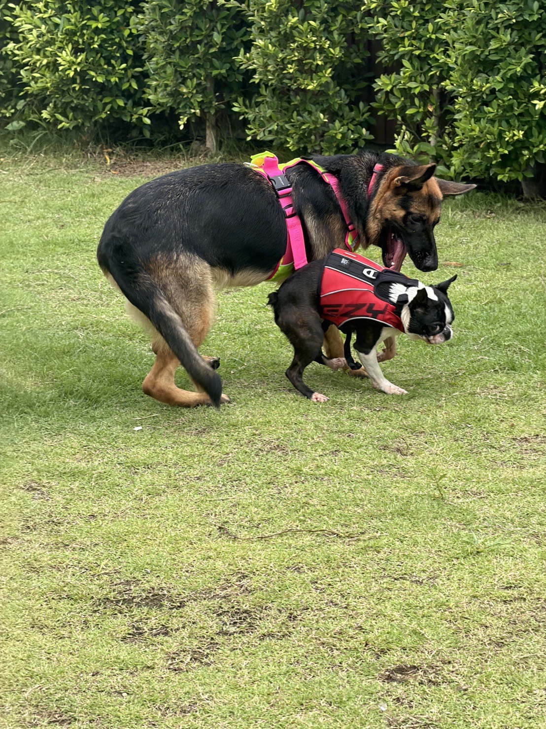 BARKTOPIA DOG PARK BKK