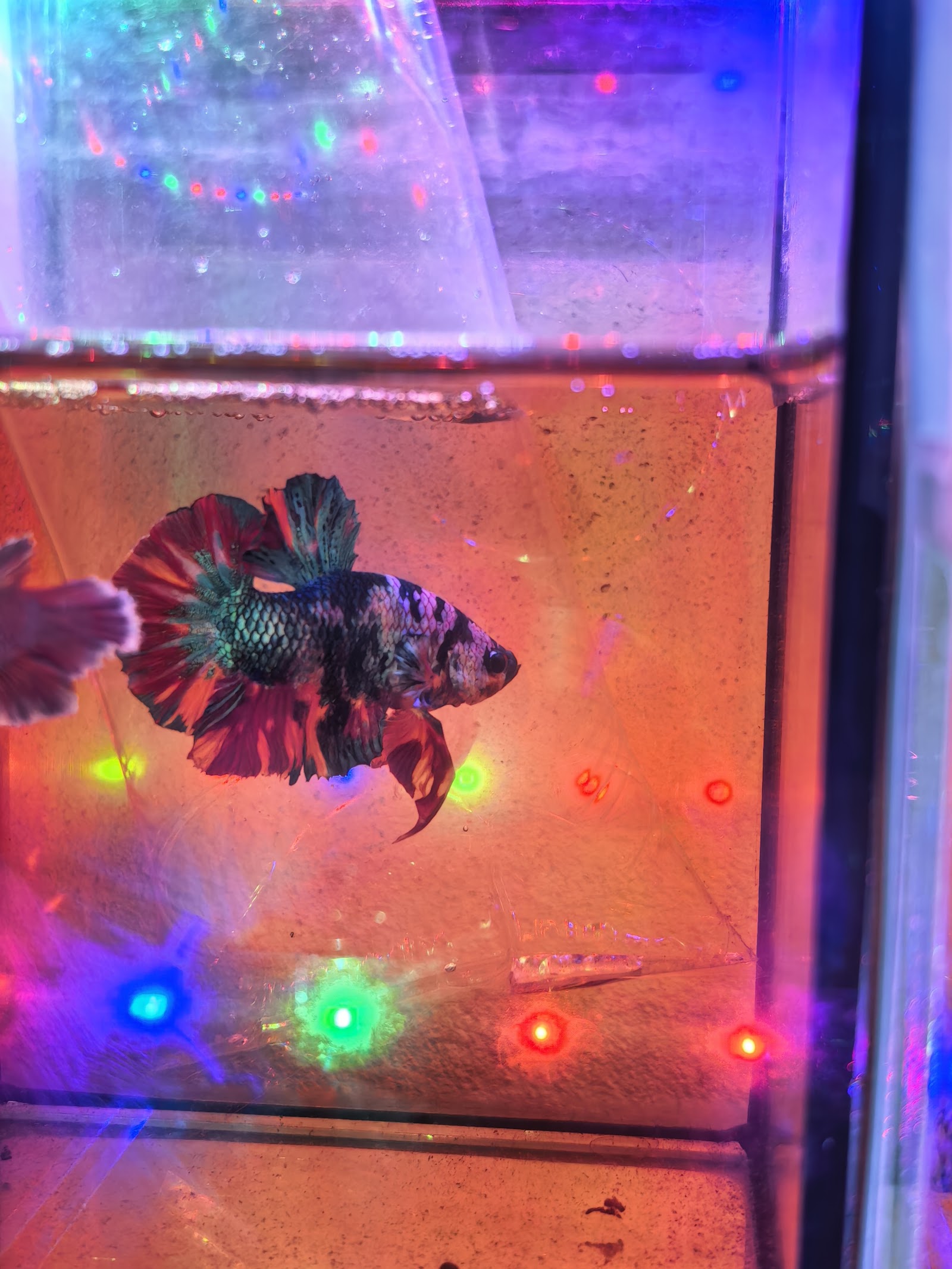 Beautiful fish shop