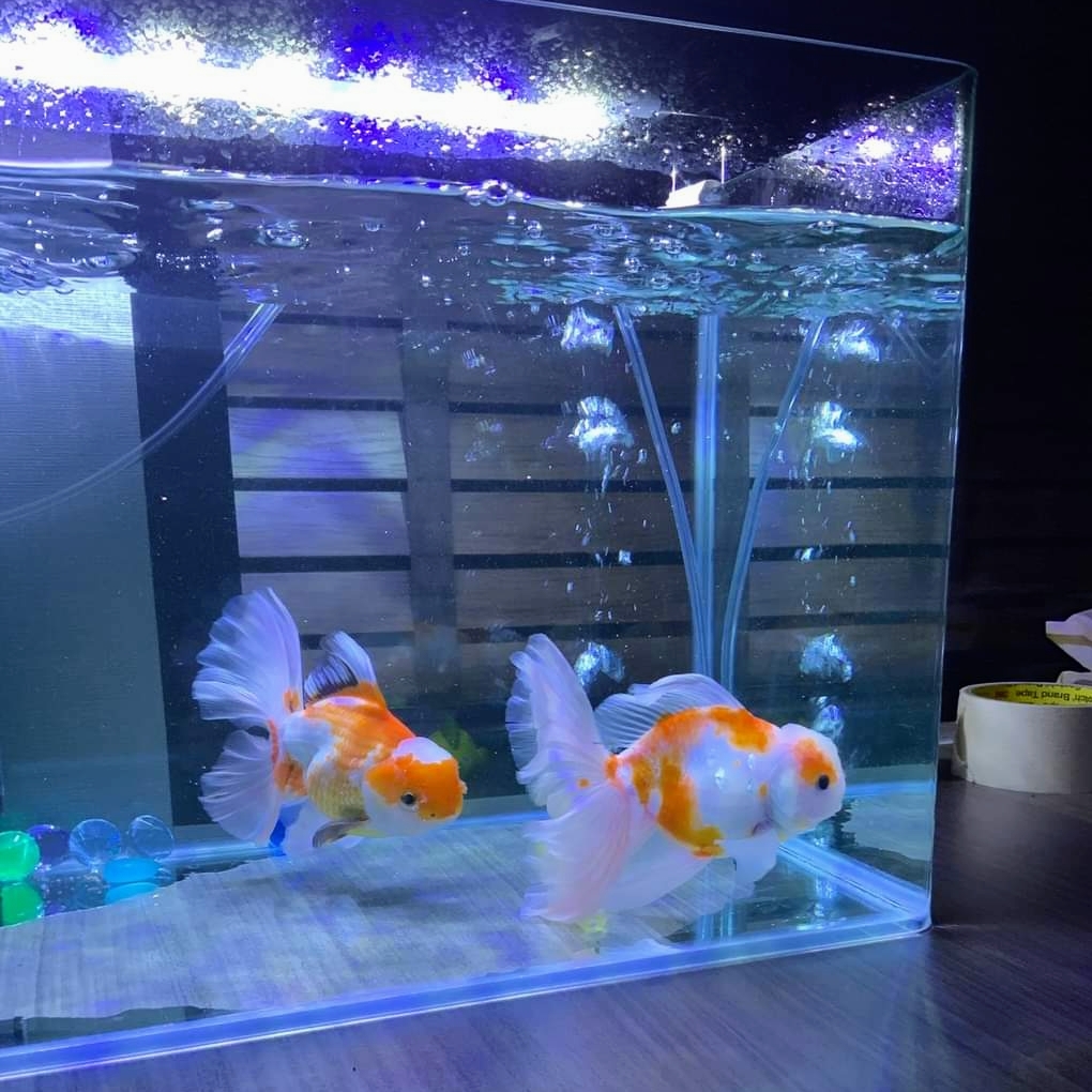 Beautiful fish shop