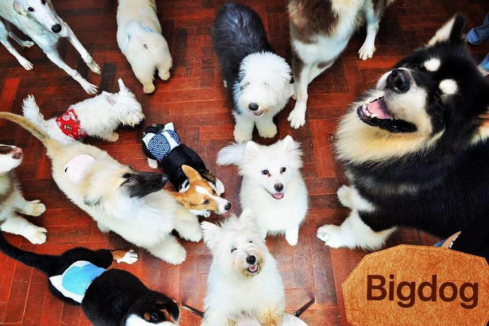 Big Dog Cafe