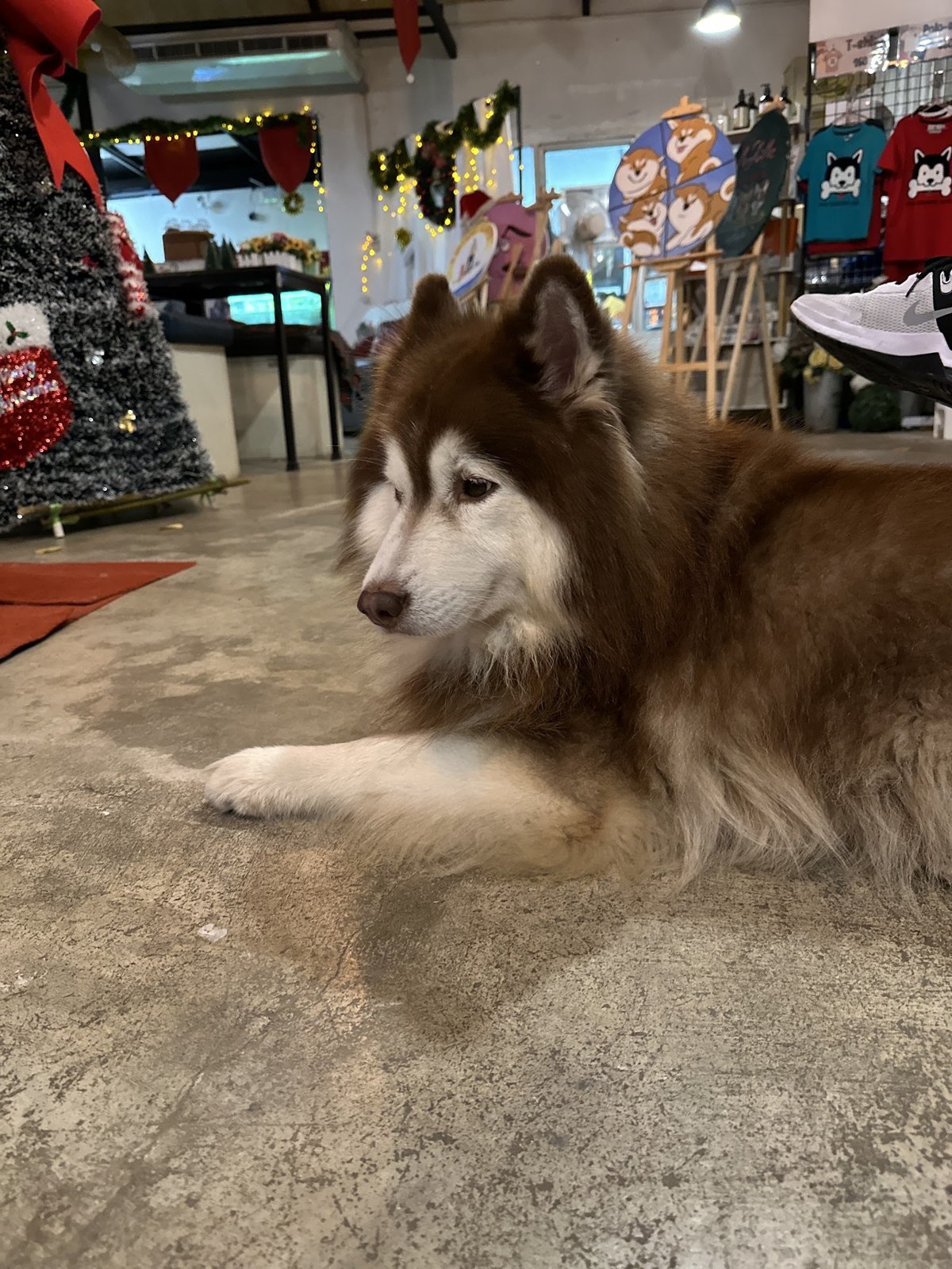 Big Dog Cafe
