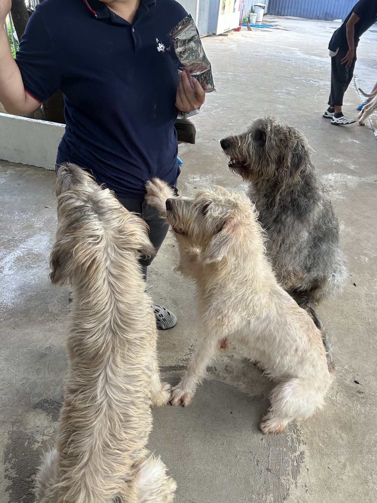 Big Dog Cafe