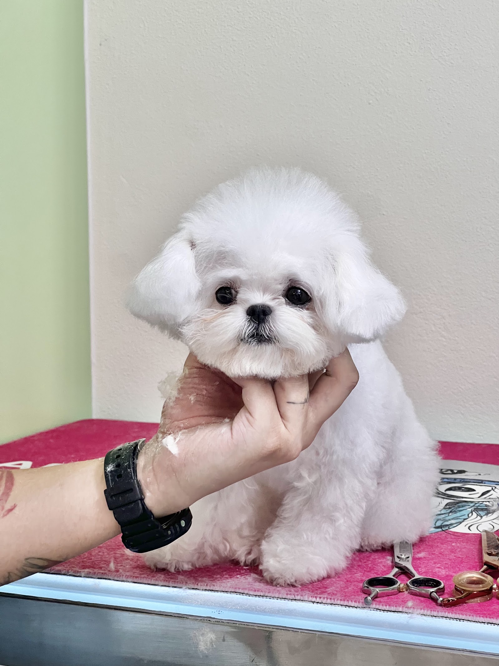 Blue Paws Grooming Studio