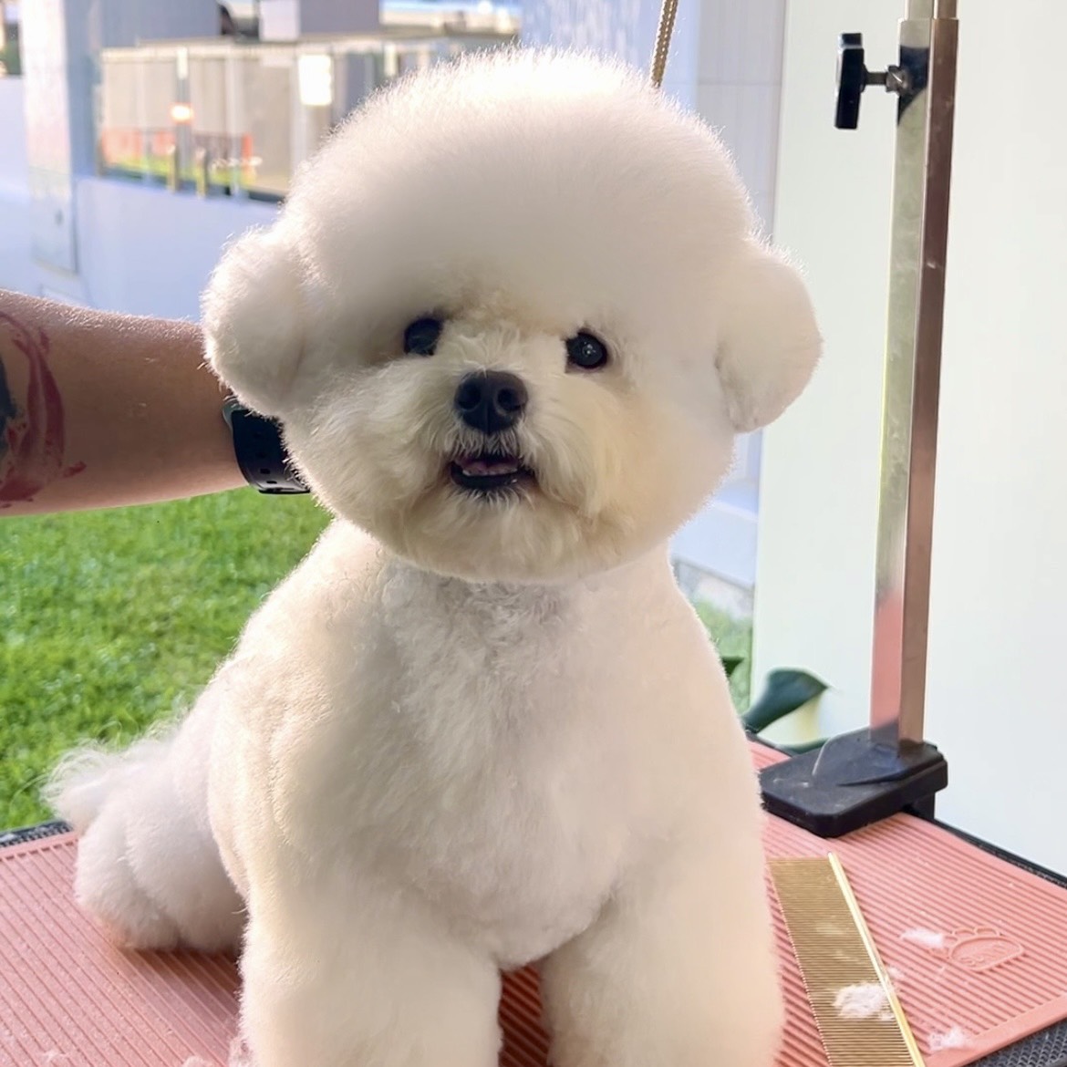 Blue Paws Grooming Studio