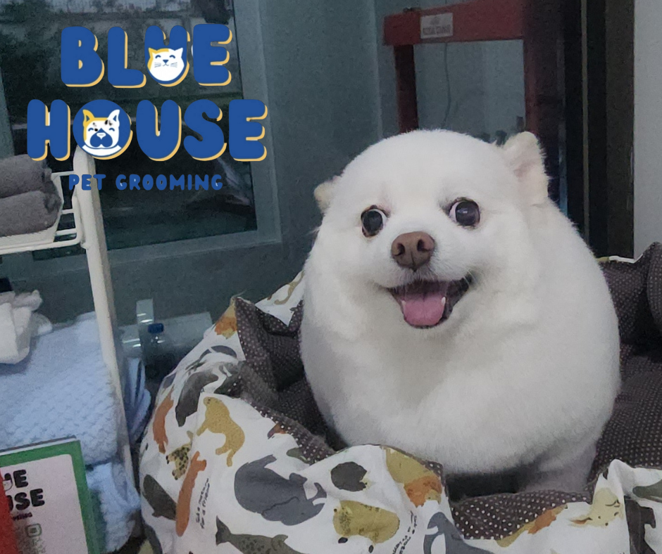 BLUEHOUSE PET GROOMING