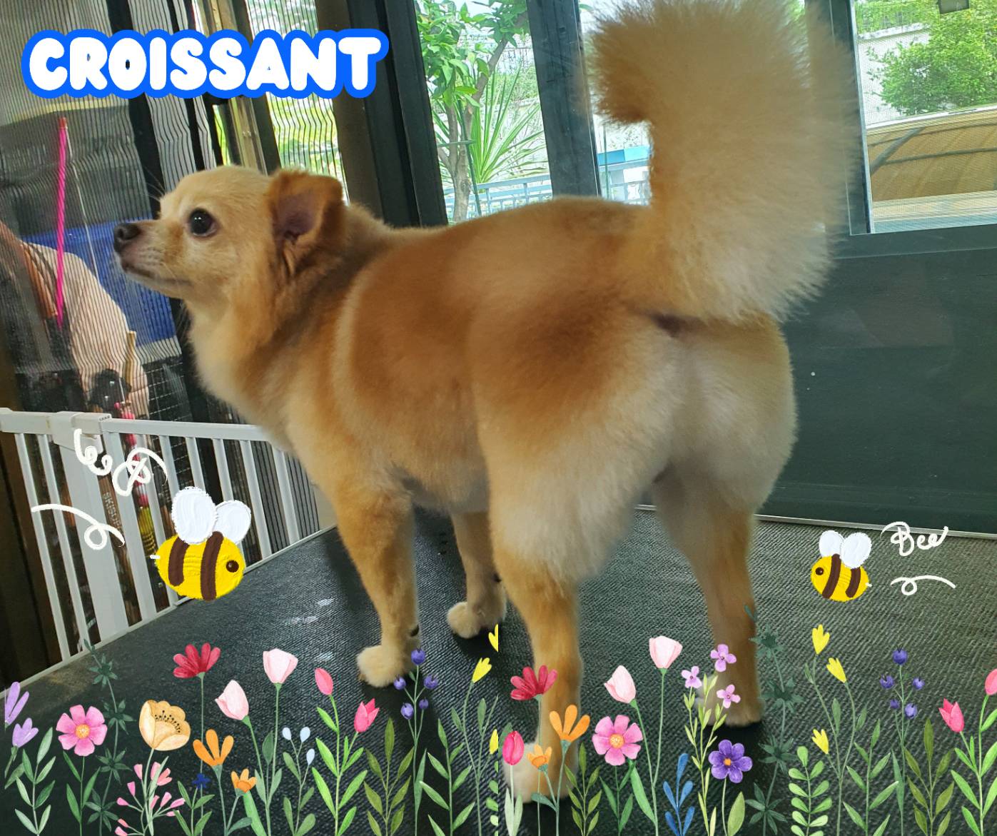 BLUEHOUSE PET GROOMING