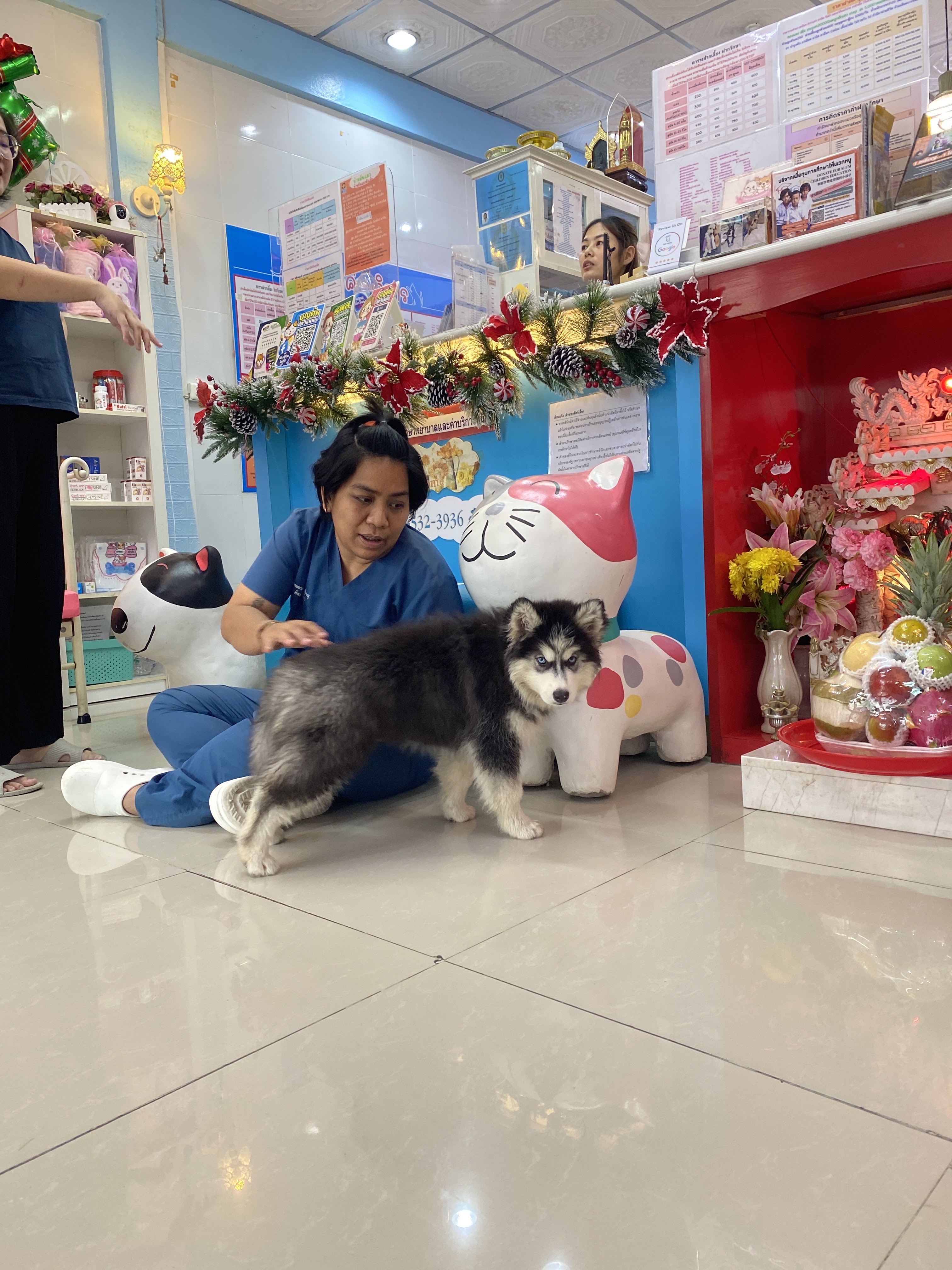 Bunkhum Veterinary