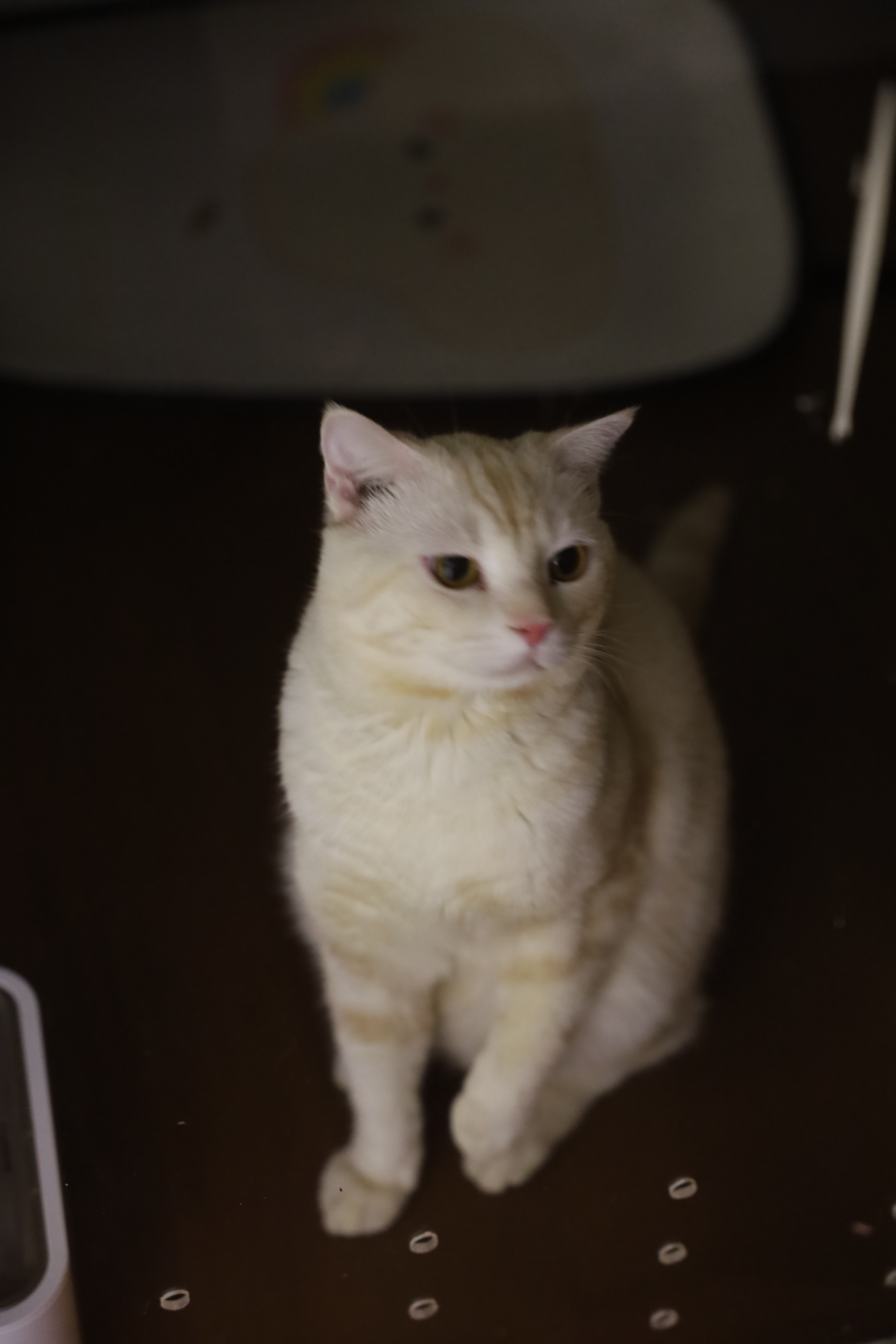 Buttercup Cat Hotel