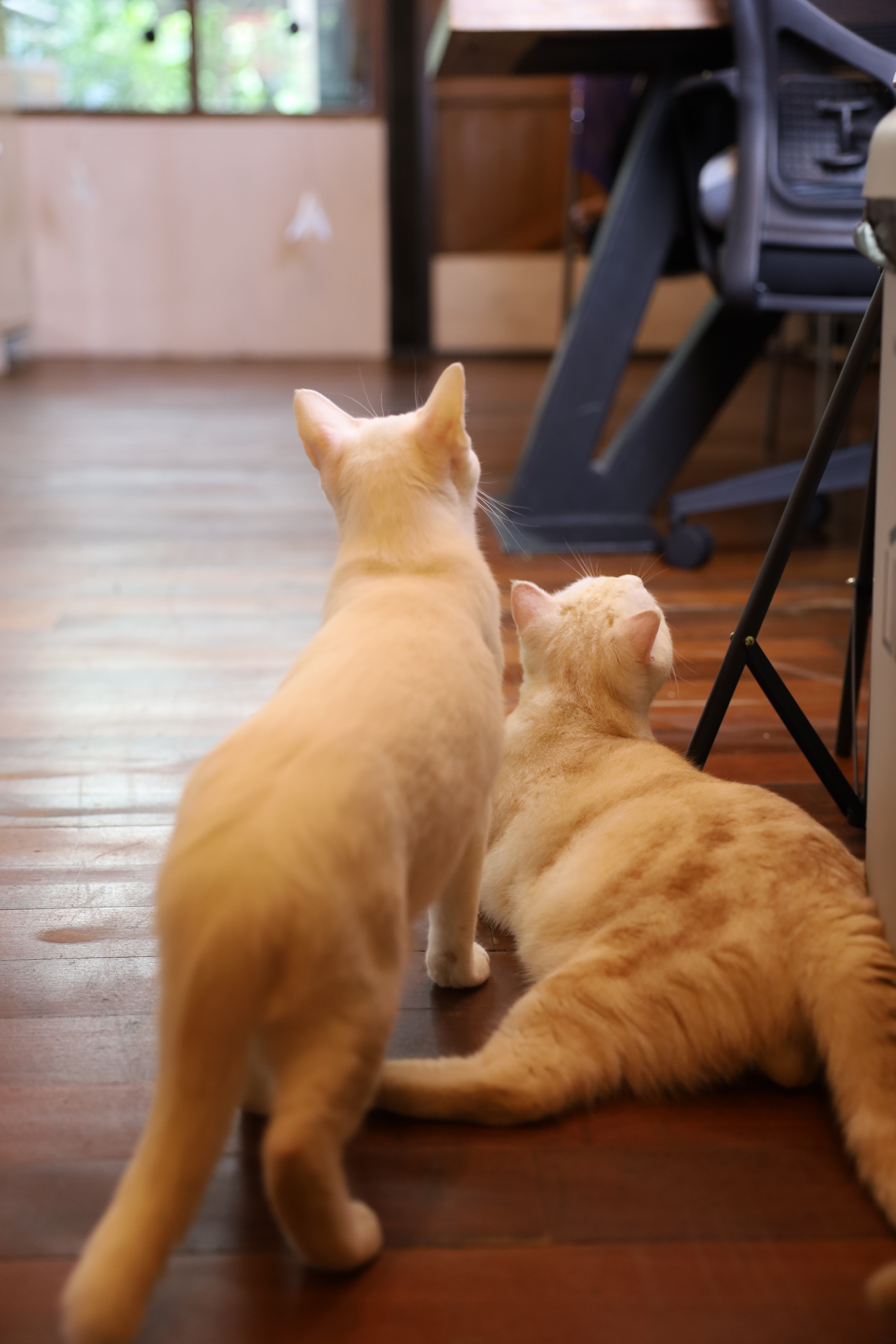 Buttercup Cat Hotel
