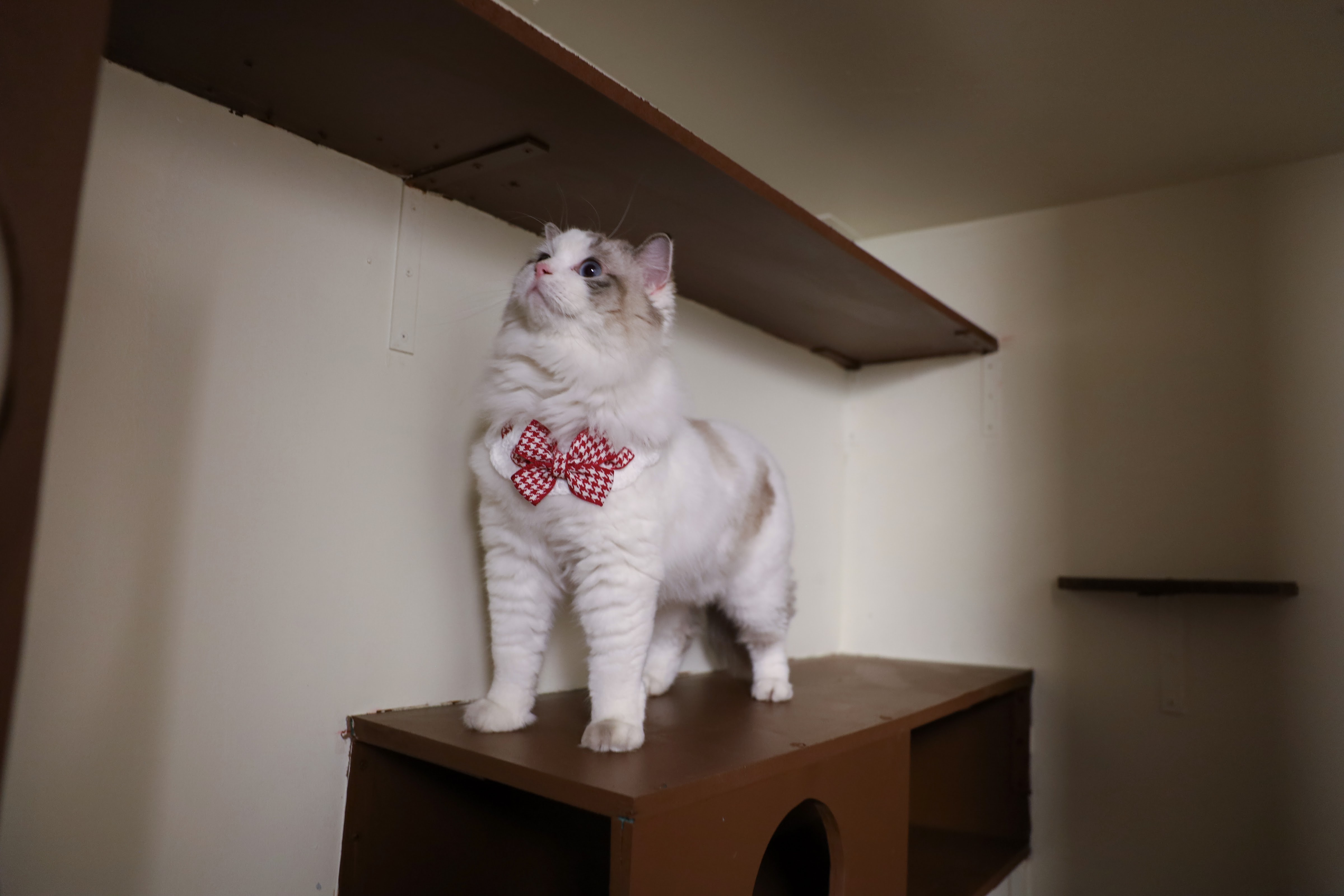 Buttercup Cat Hotel