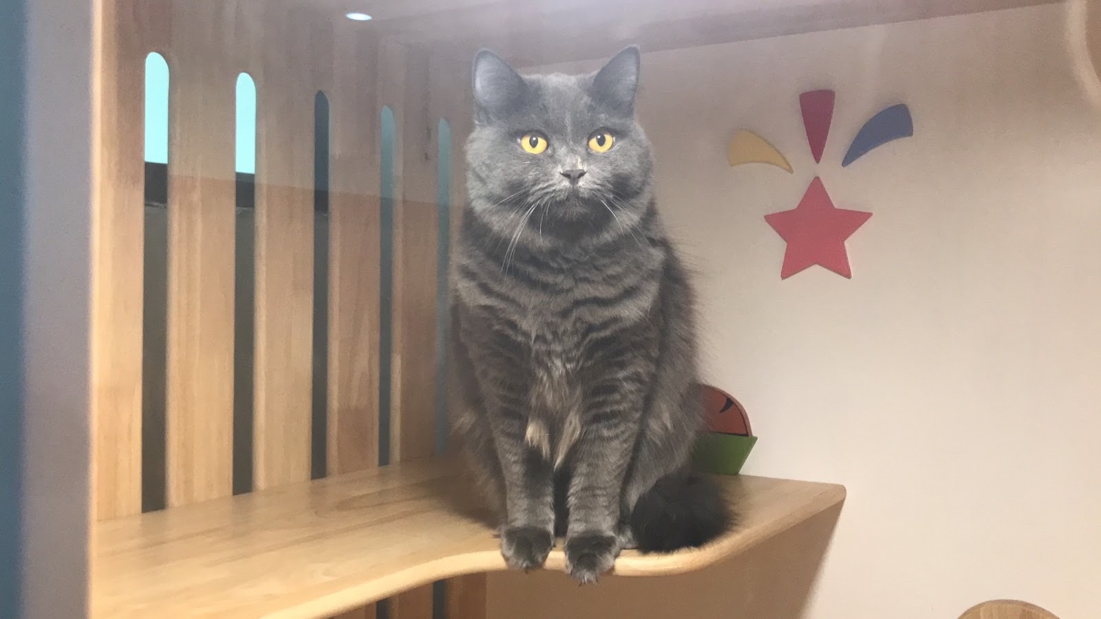 Catnap Cat Hotel
