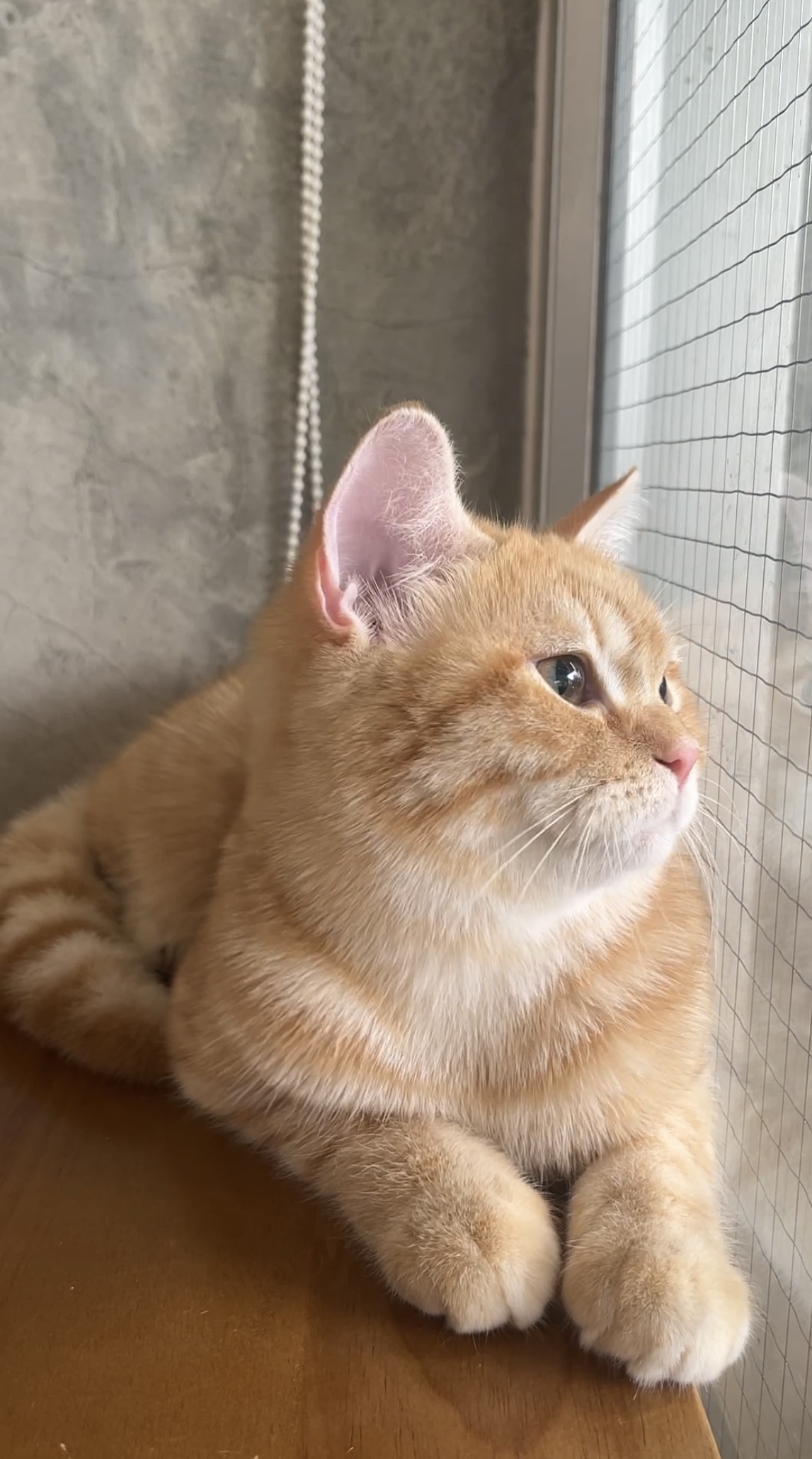 Catsody Happy Cat Grooming