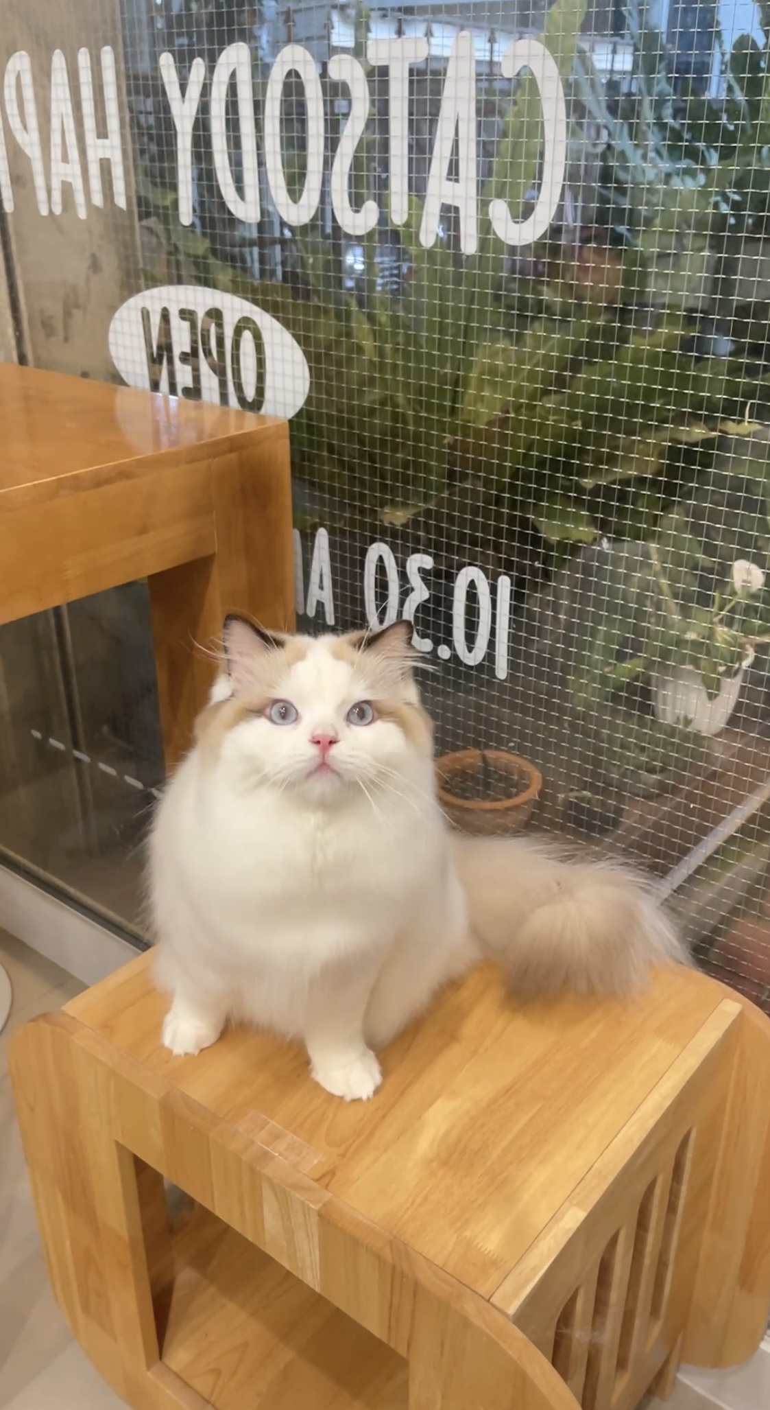 Catsody Happy Cat Grooming