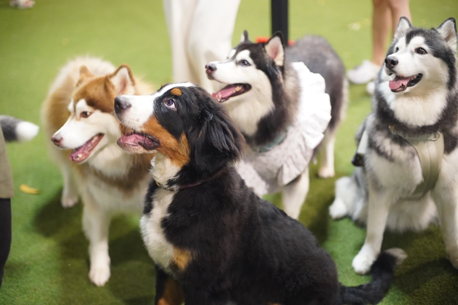 CDC Pet Park