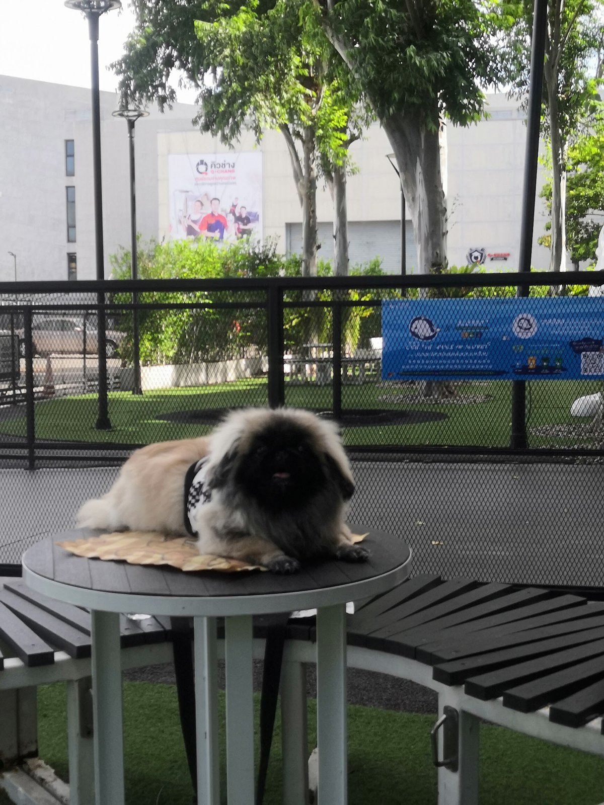 CDC Pet Park
