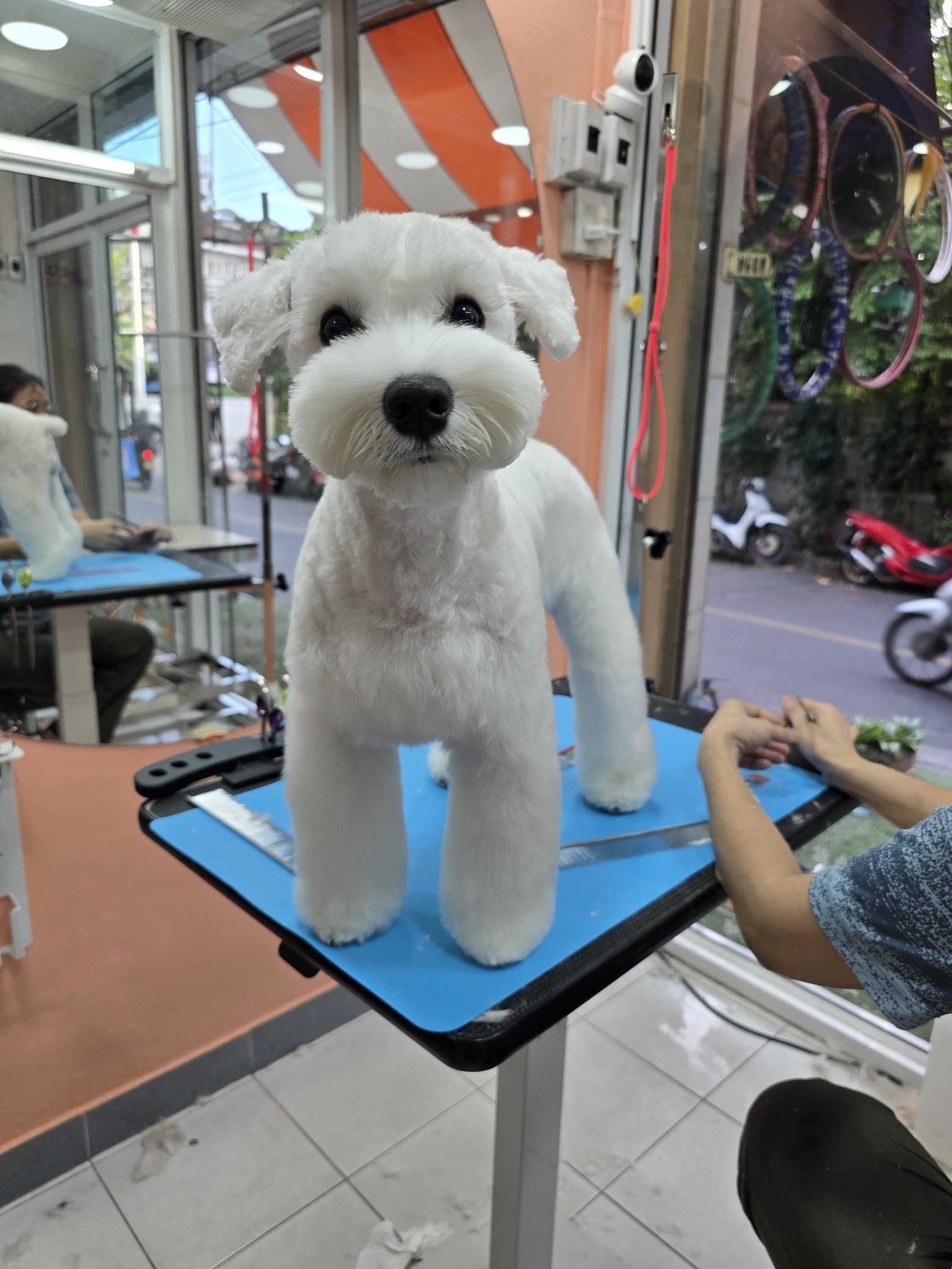 Dog Life Salon BKK