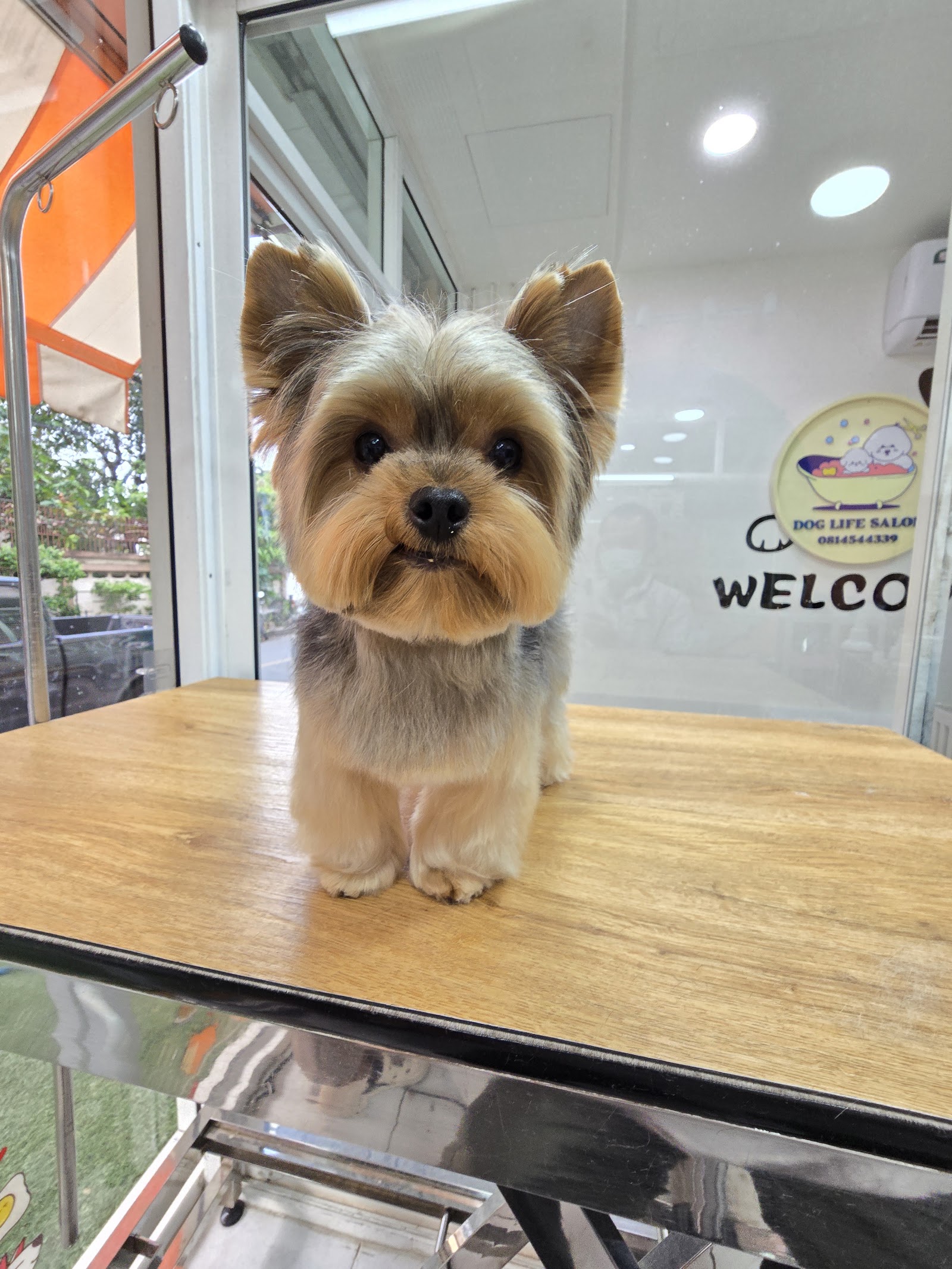 Dog Life Salon BKK