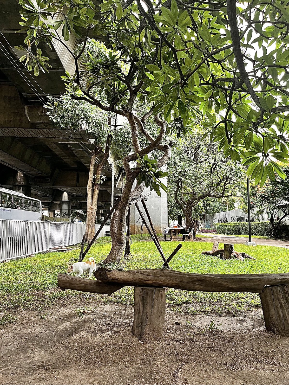 Dog Park @ Chan Road
