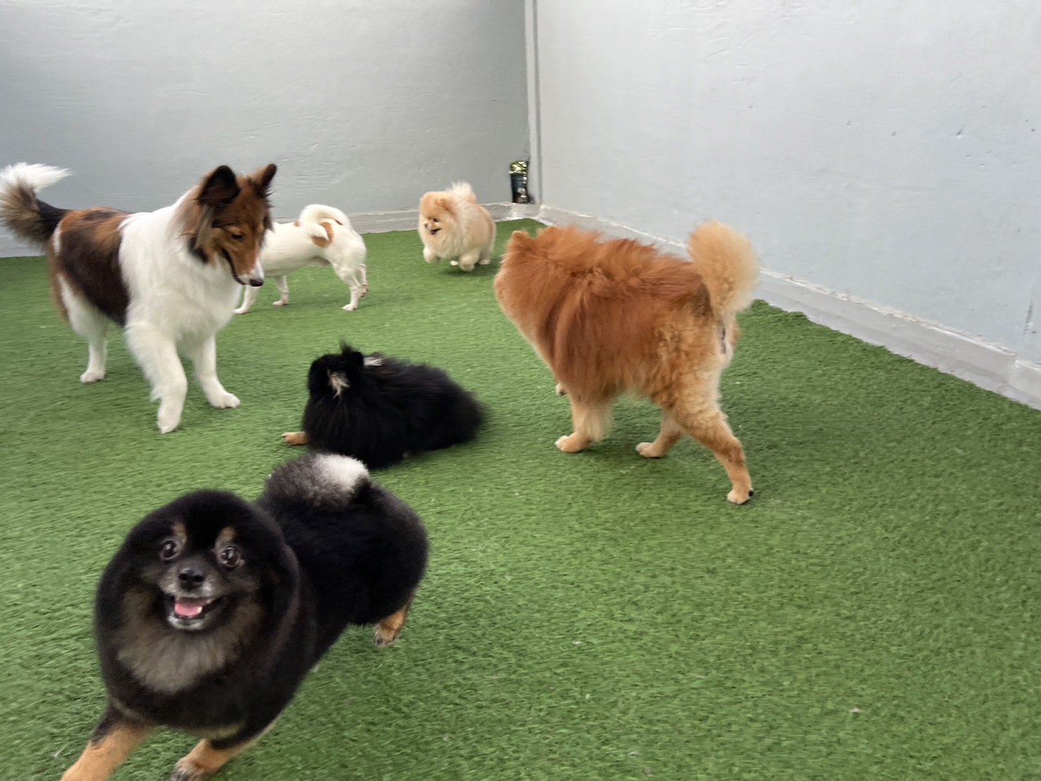 dogdaysbkk