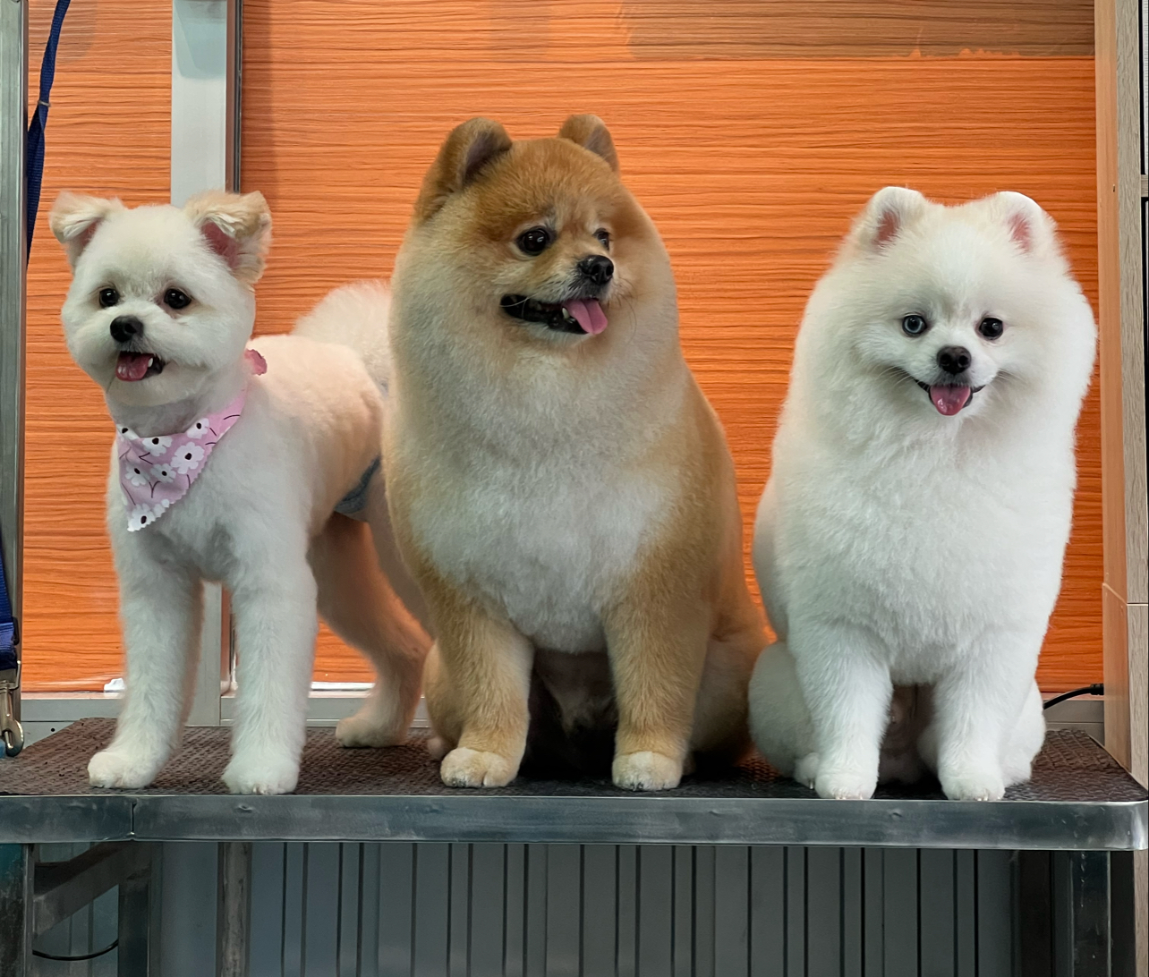 Dogs Home