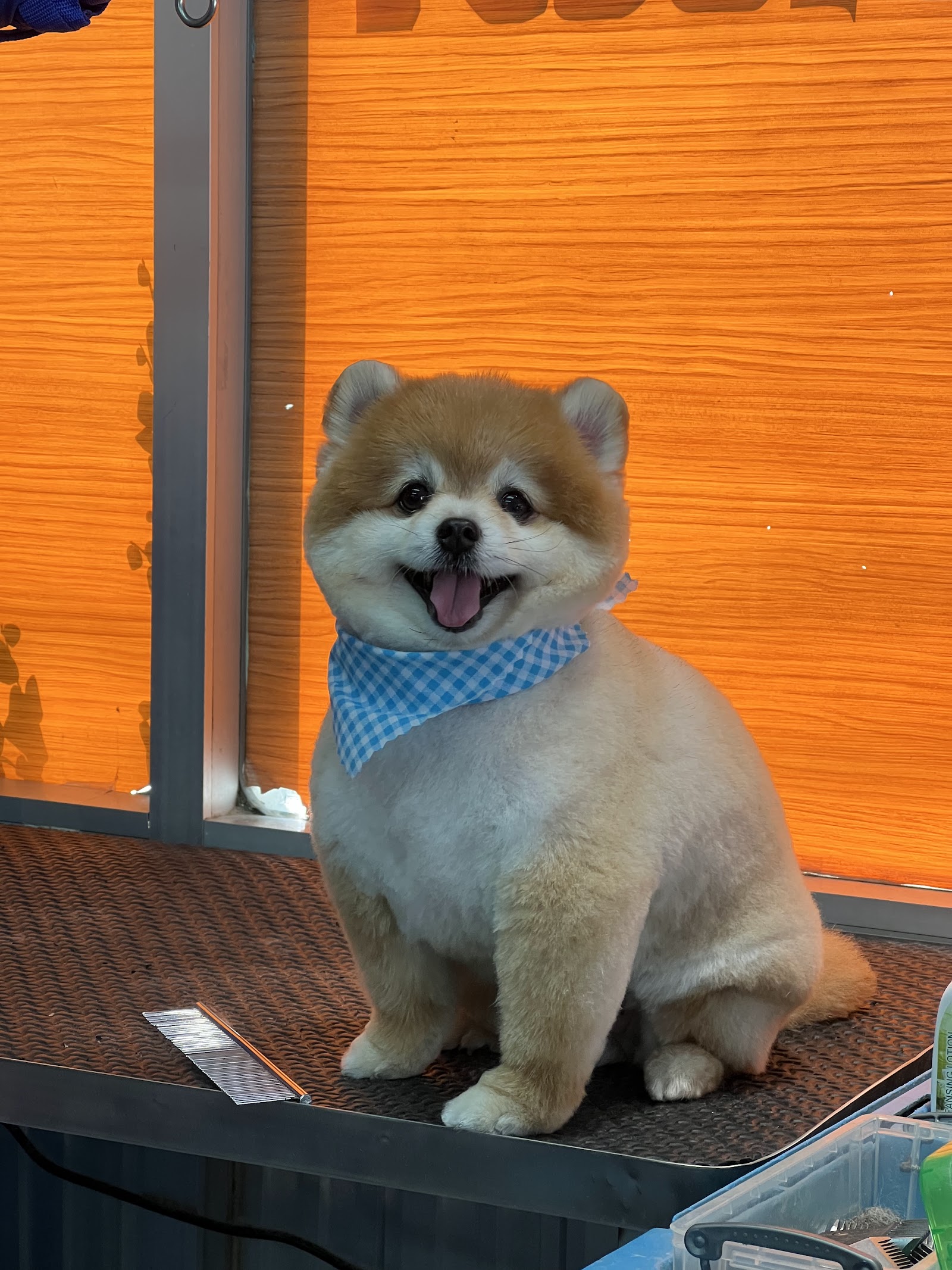 Dogs Home