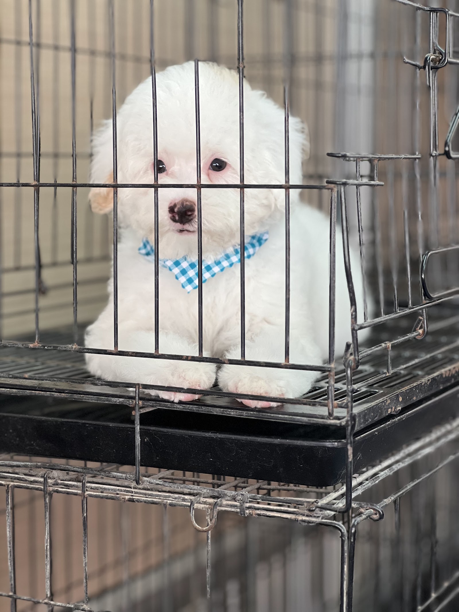 Dogs Home