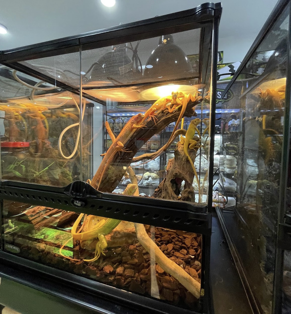 Exotic Pets Studio Jatujak