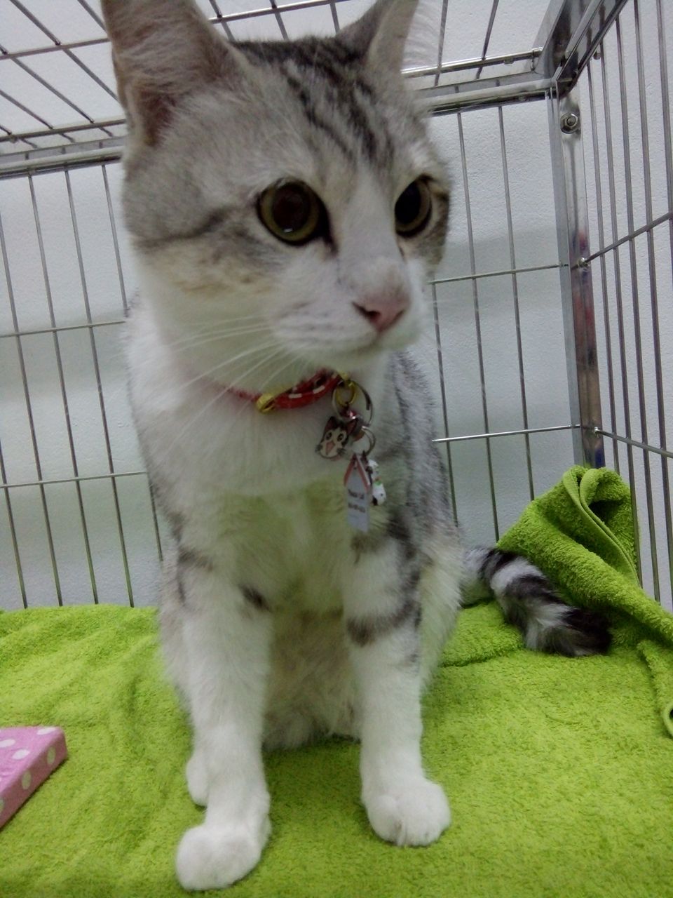 Famicare pet hospital