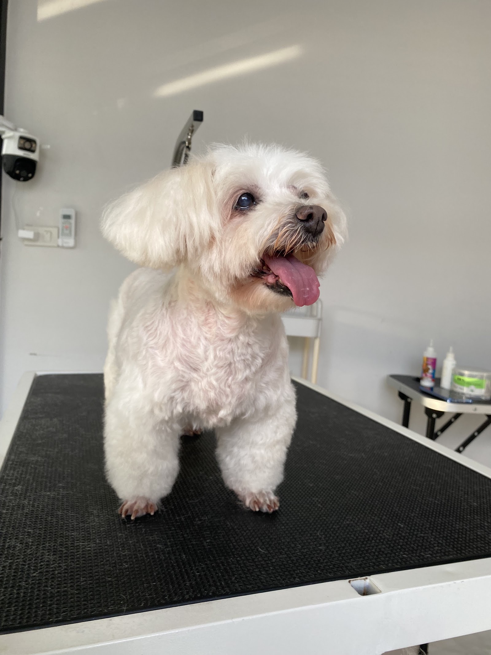 FC Pet Salon (Line: @fcpetsalon)