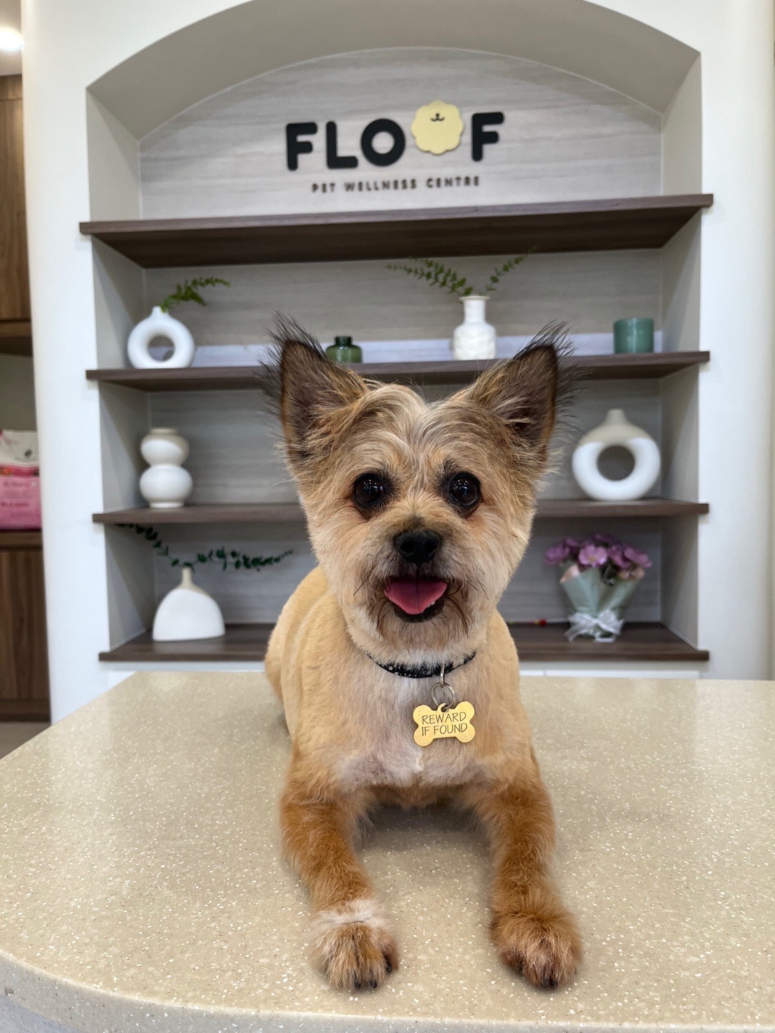 FLOOF Pet Wellness Centre