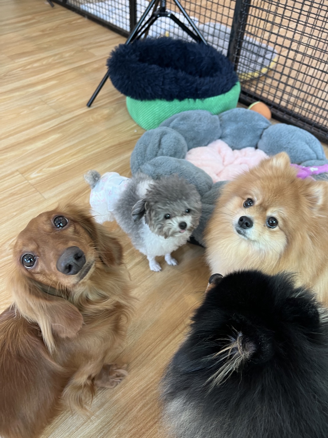 Fluffy Station