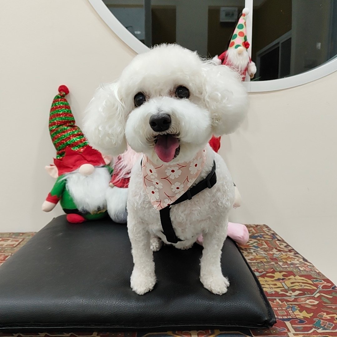 Happy Tails Day Grooming