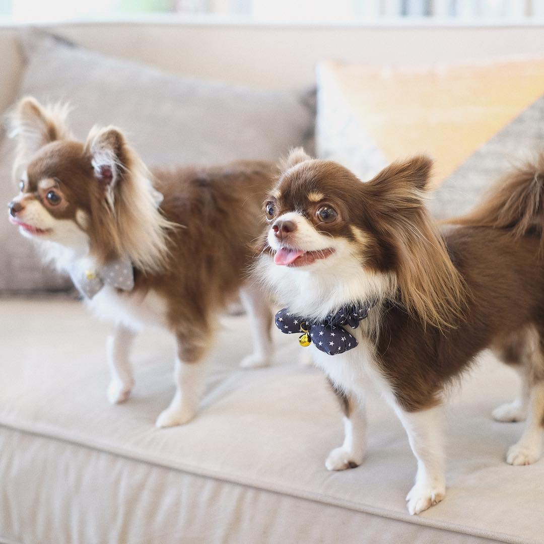 Hato Pet Wellness Center Sukhumvit 39