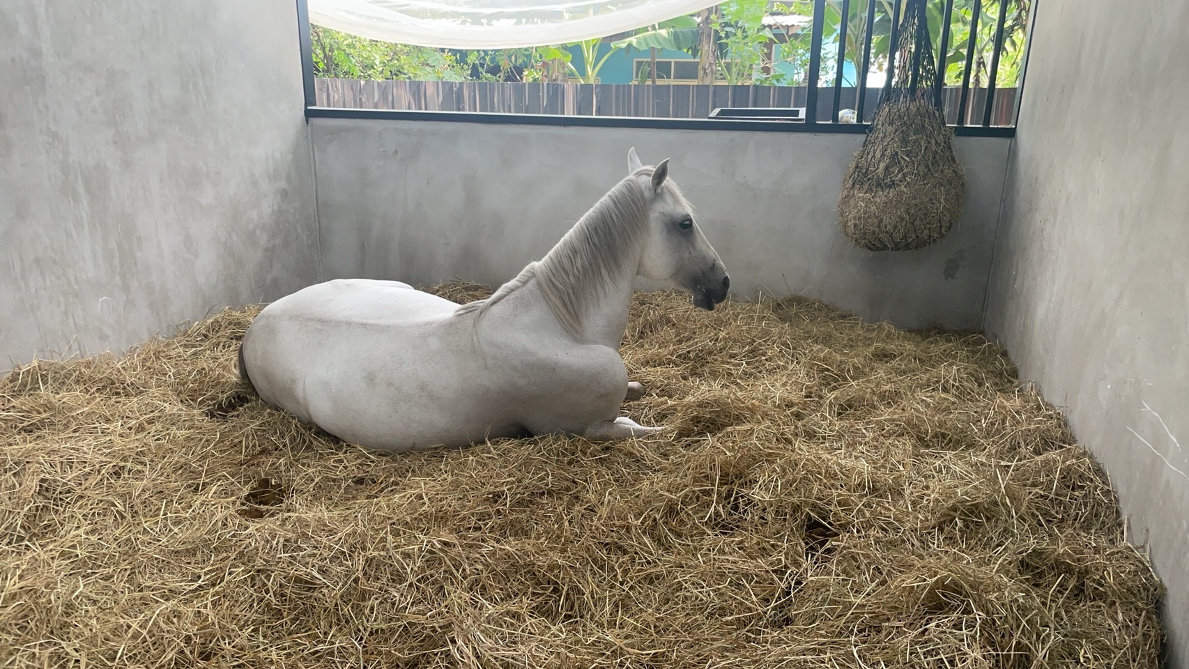 Horse Haven Club
