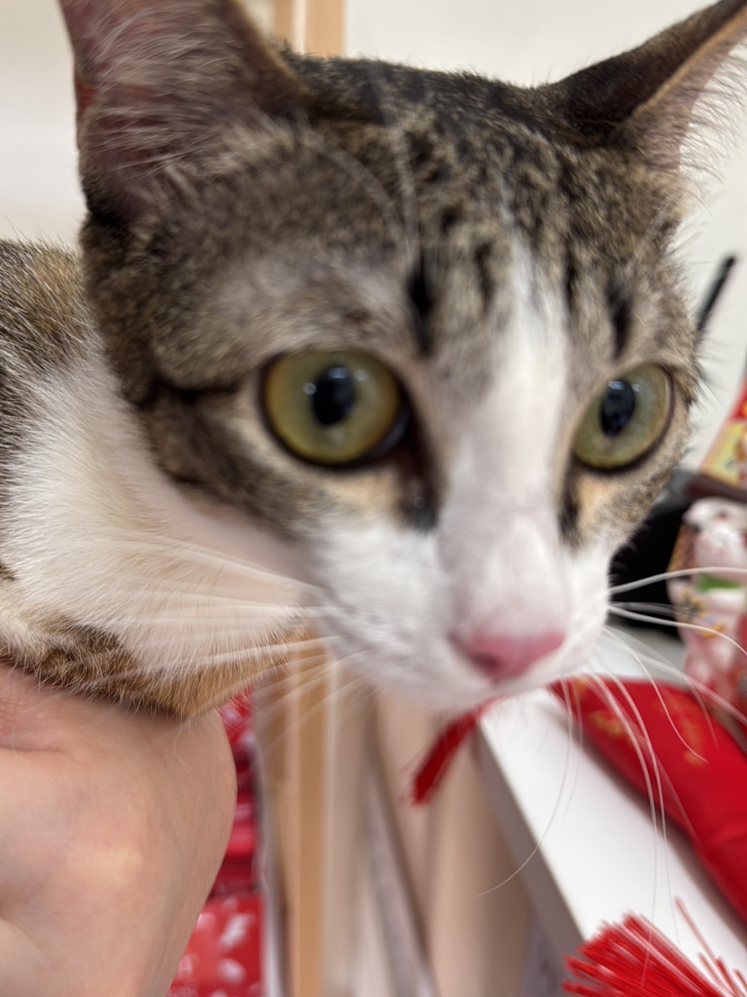 J.W. Pet Care