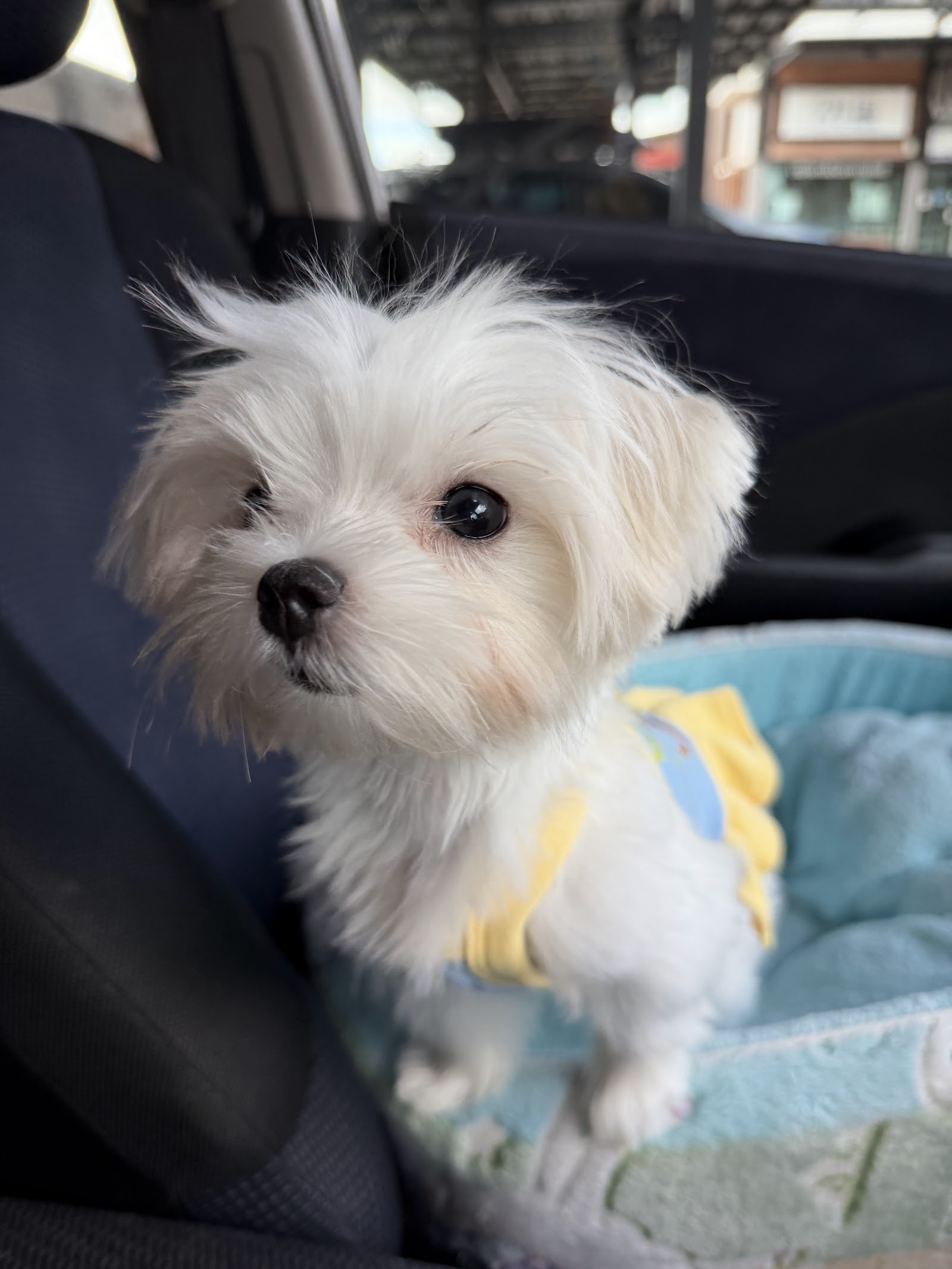 KhunPa Pet Grooming