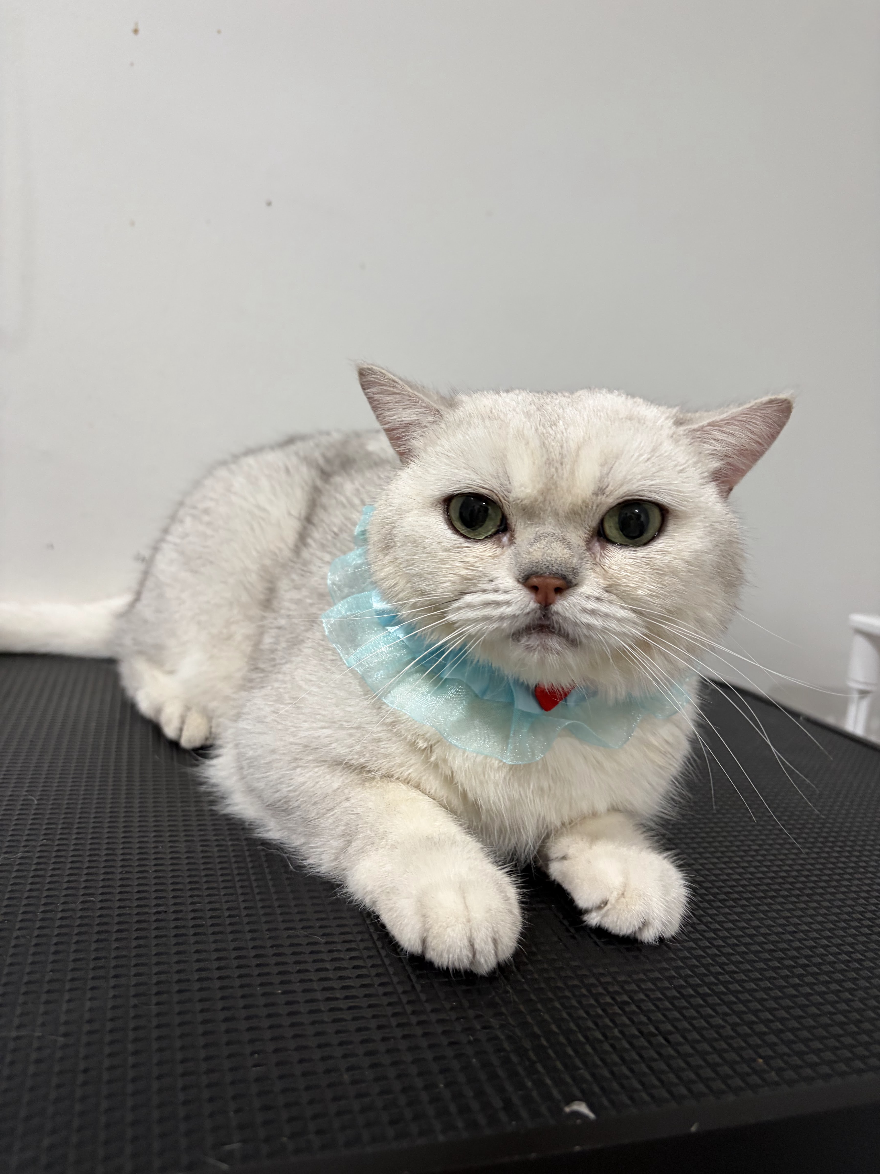 Ladprao Animal Clinic