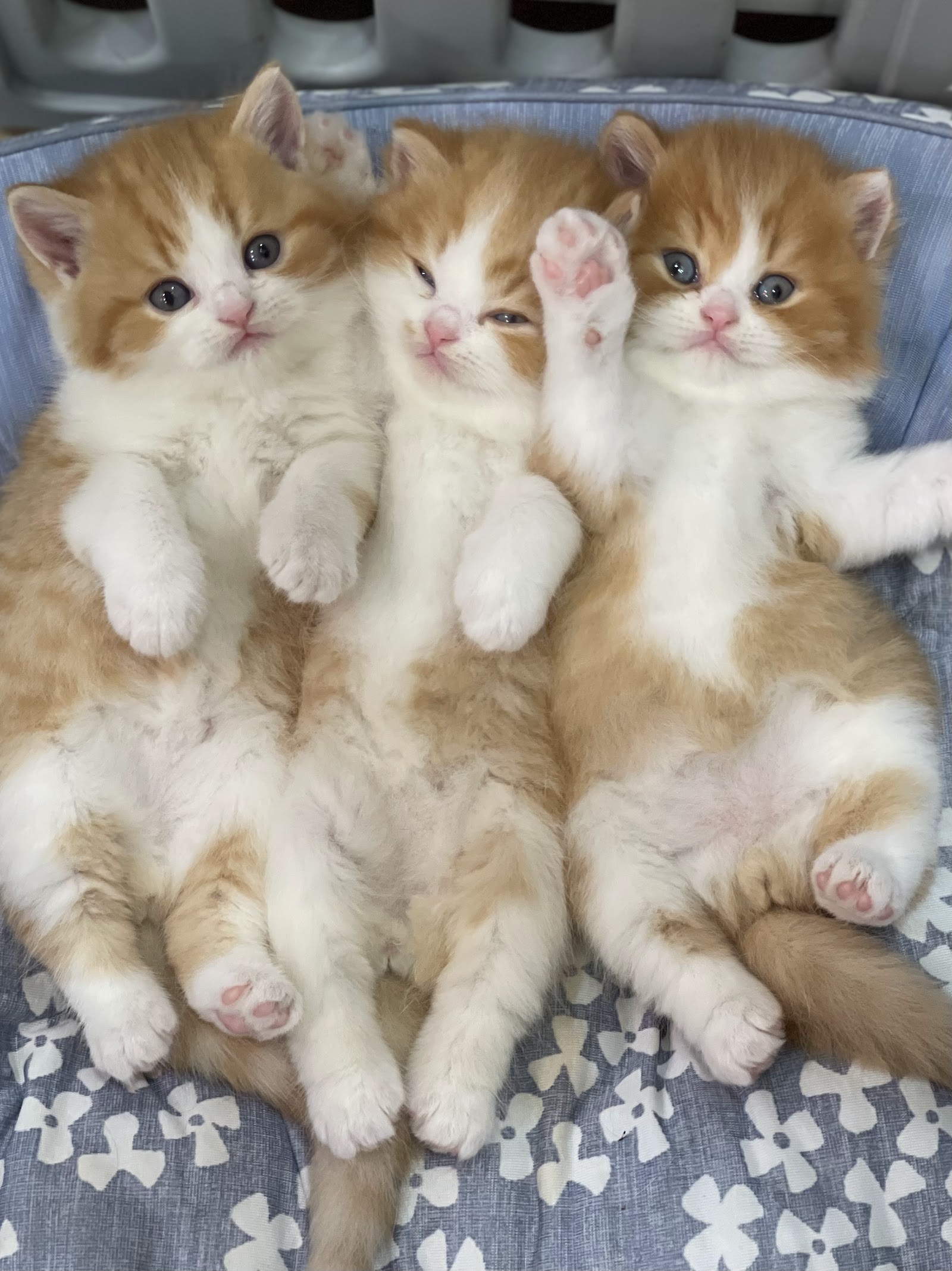 Little Smile Cattery