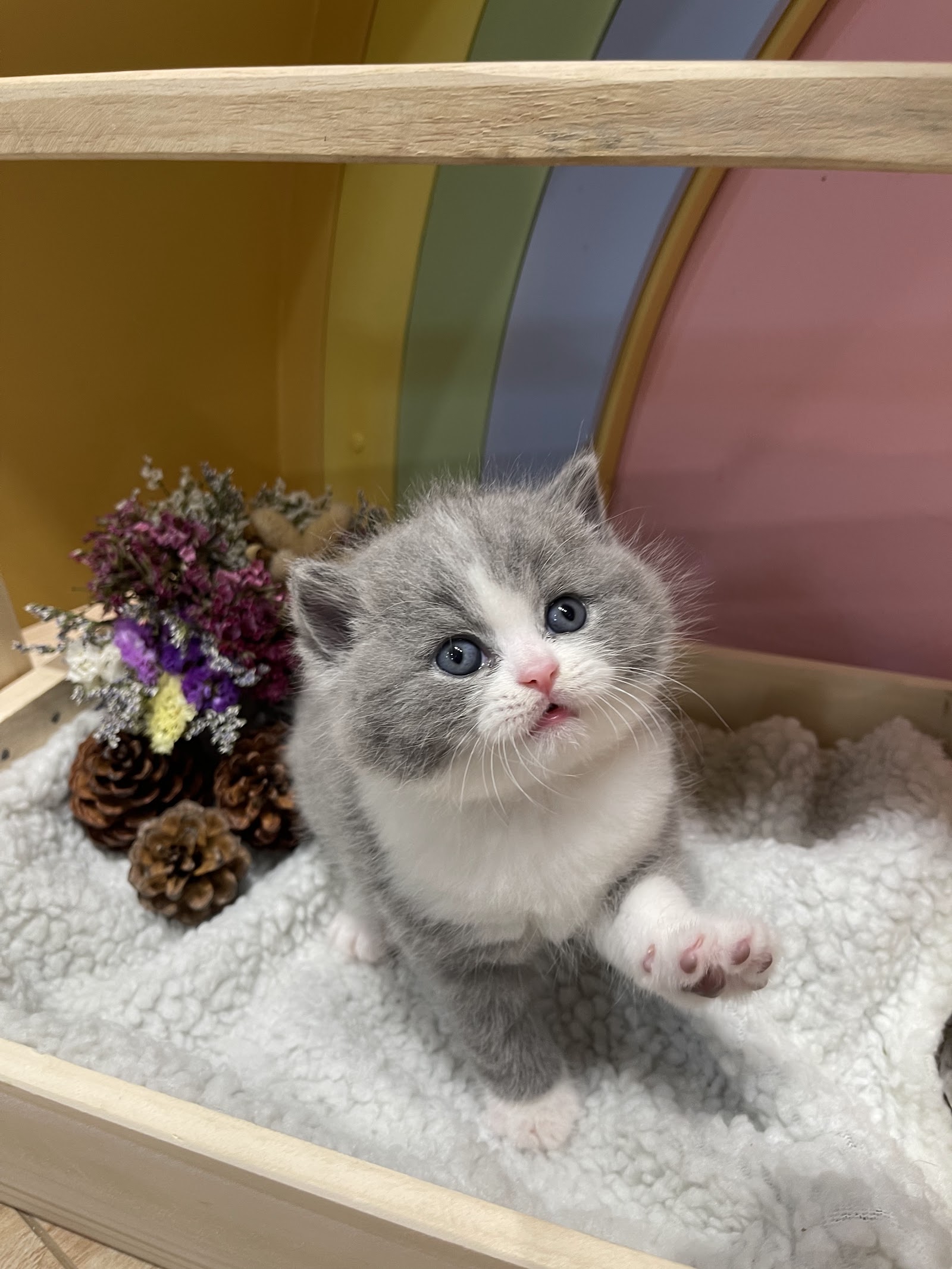 Little Smile Cattery