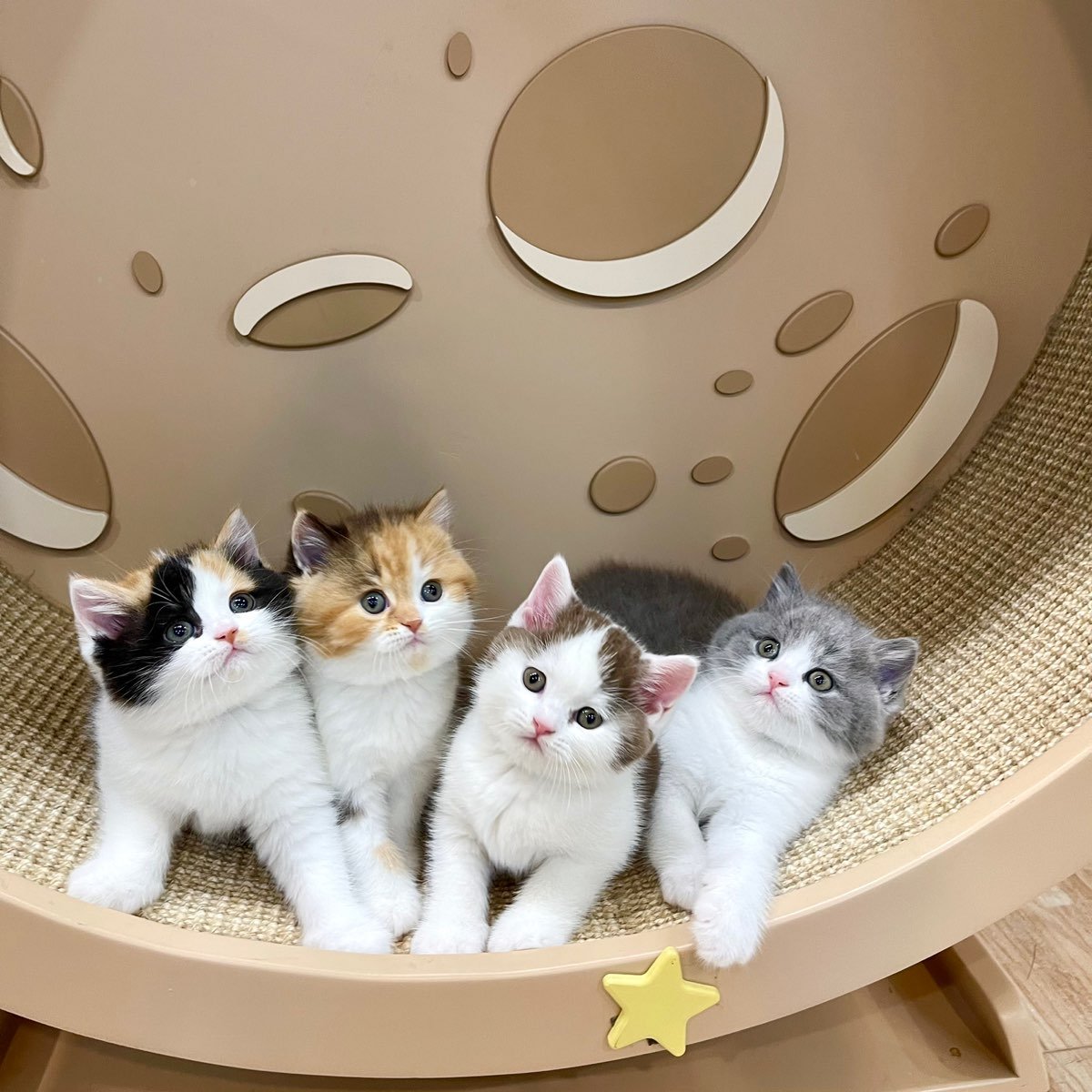 Little Smile Cattery