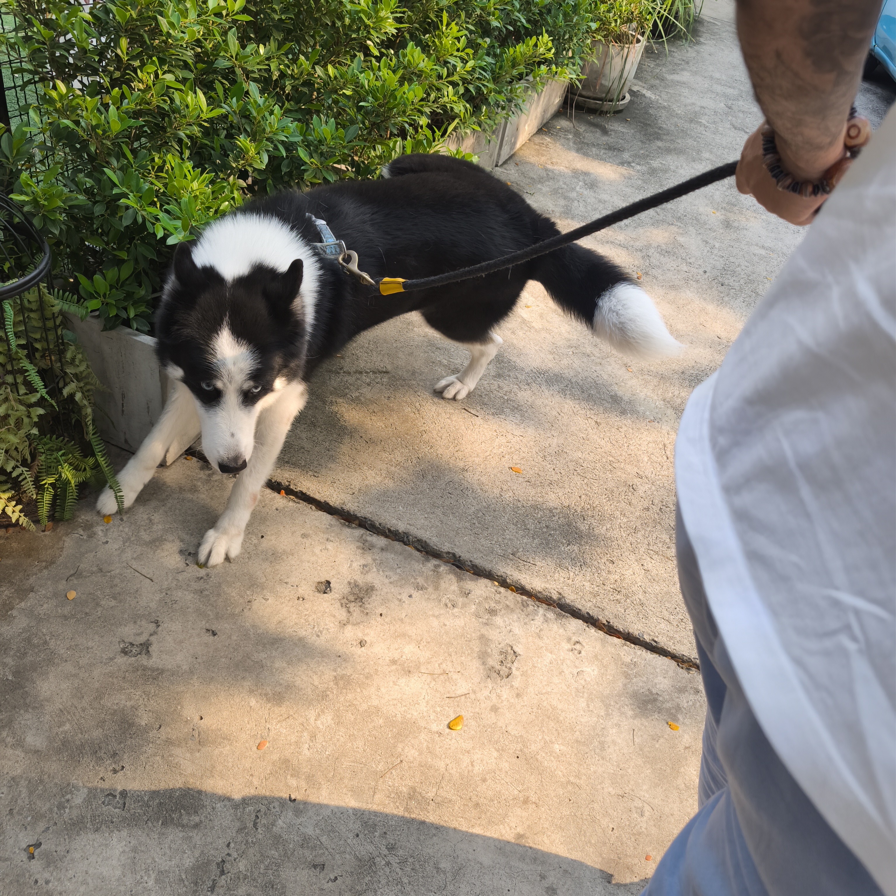 Lookjadogstay