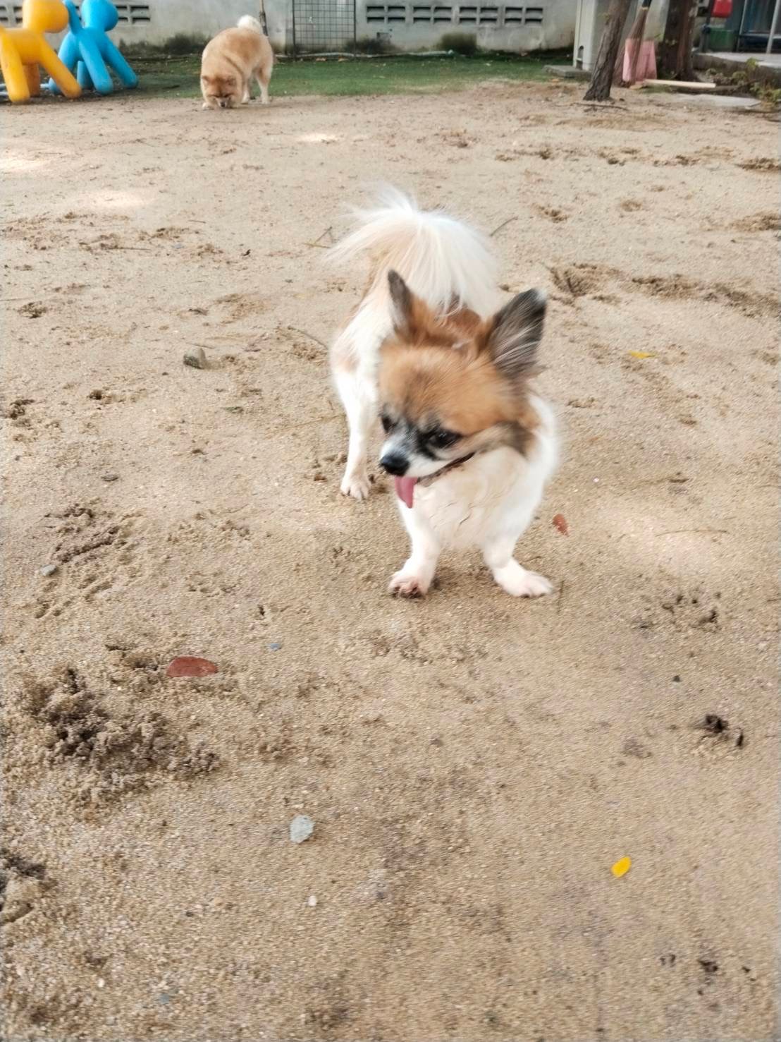 Lookjadogstay