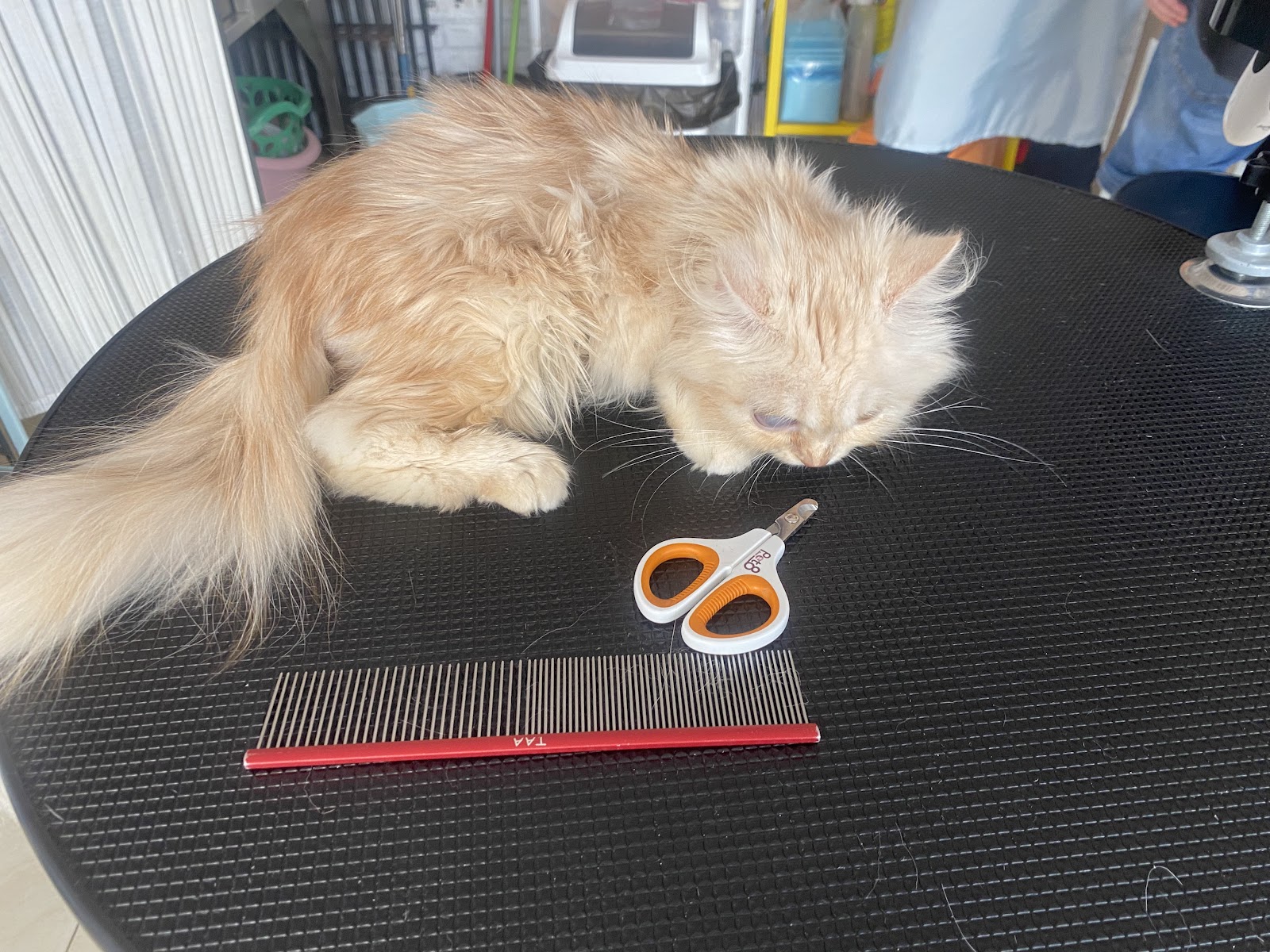 MOMO Grooming