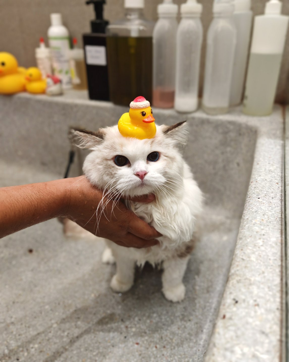 Ofu Pet Spa