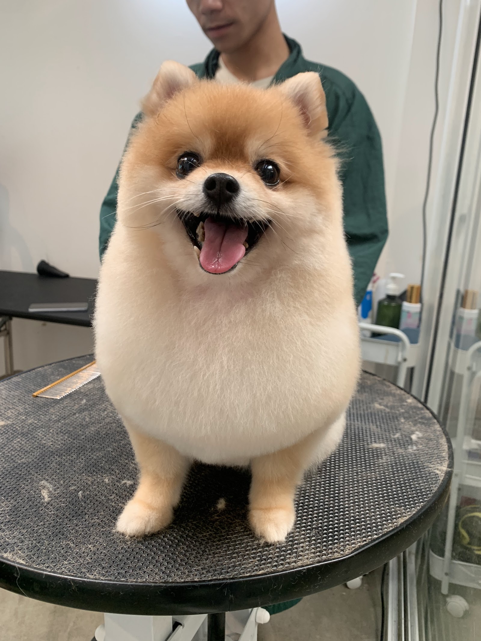 Oxygen Pet Grooming 36