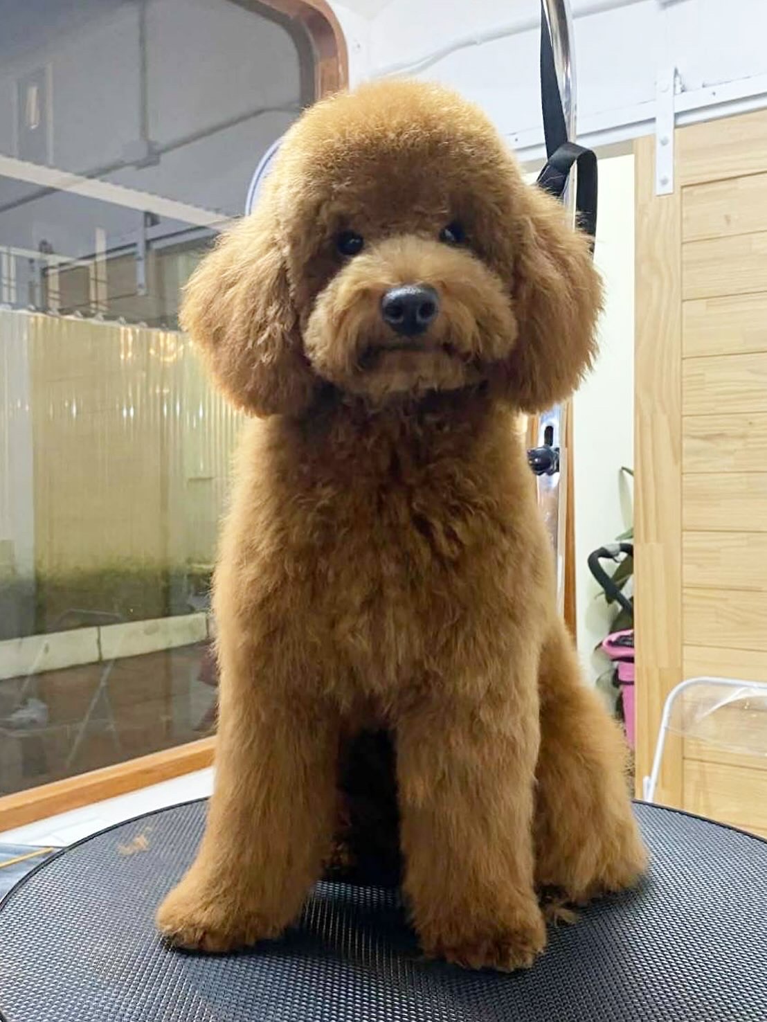 Oxygen Pet Grooming 36