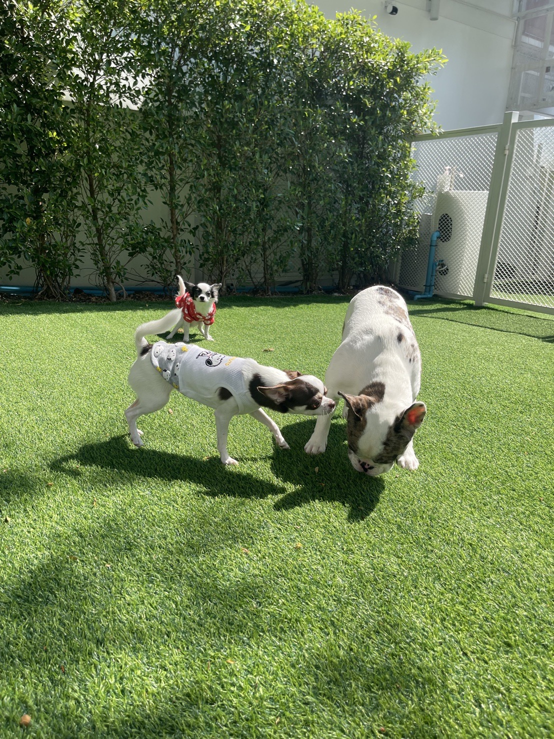 Pawsome Space Bangkok