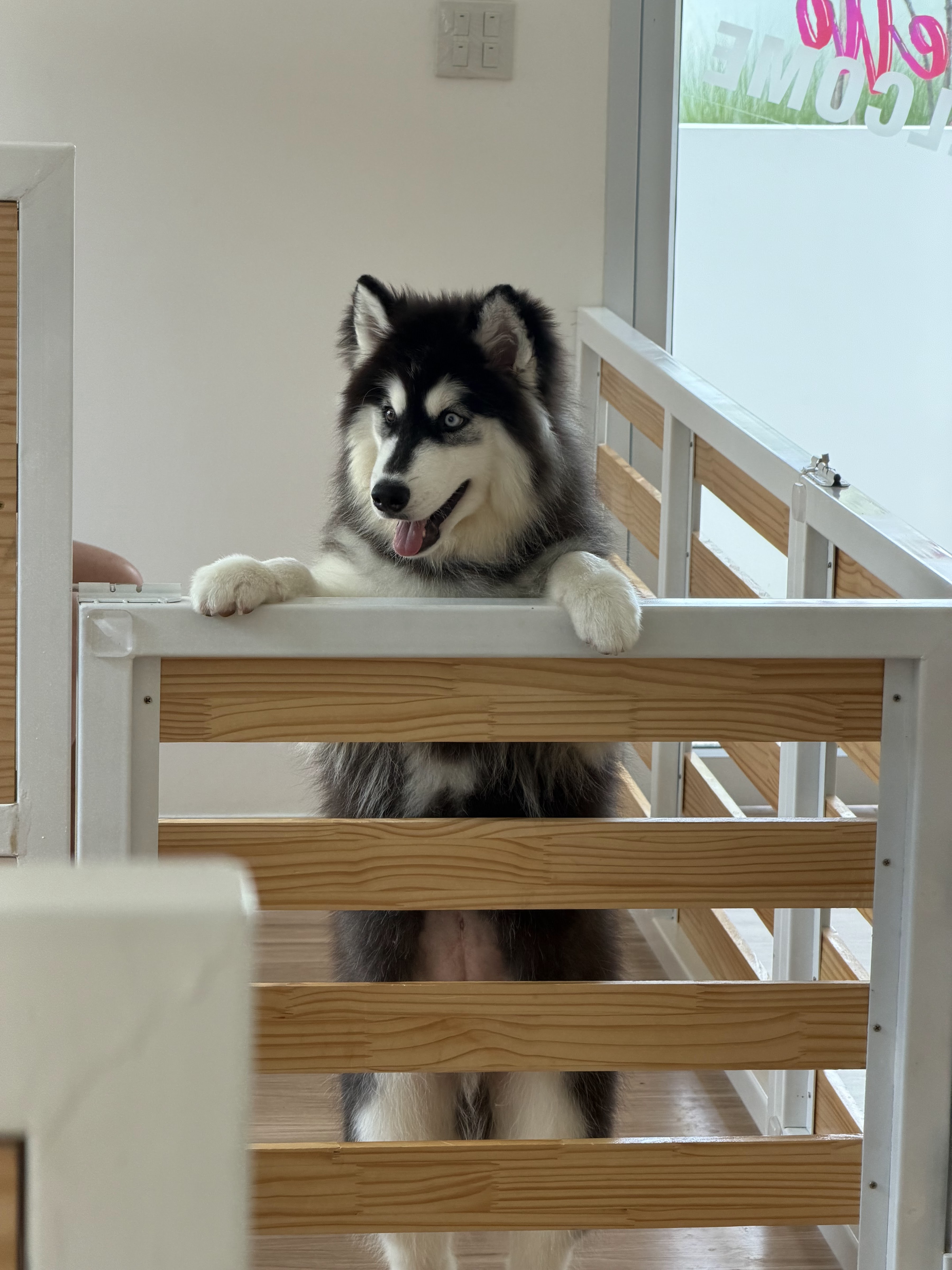 Pawtilde